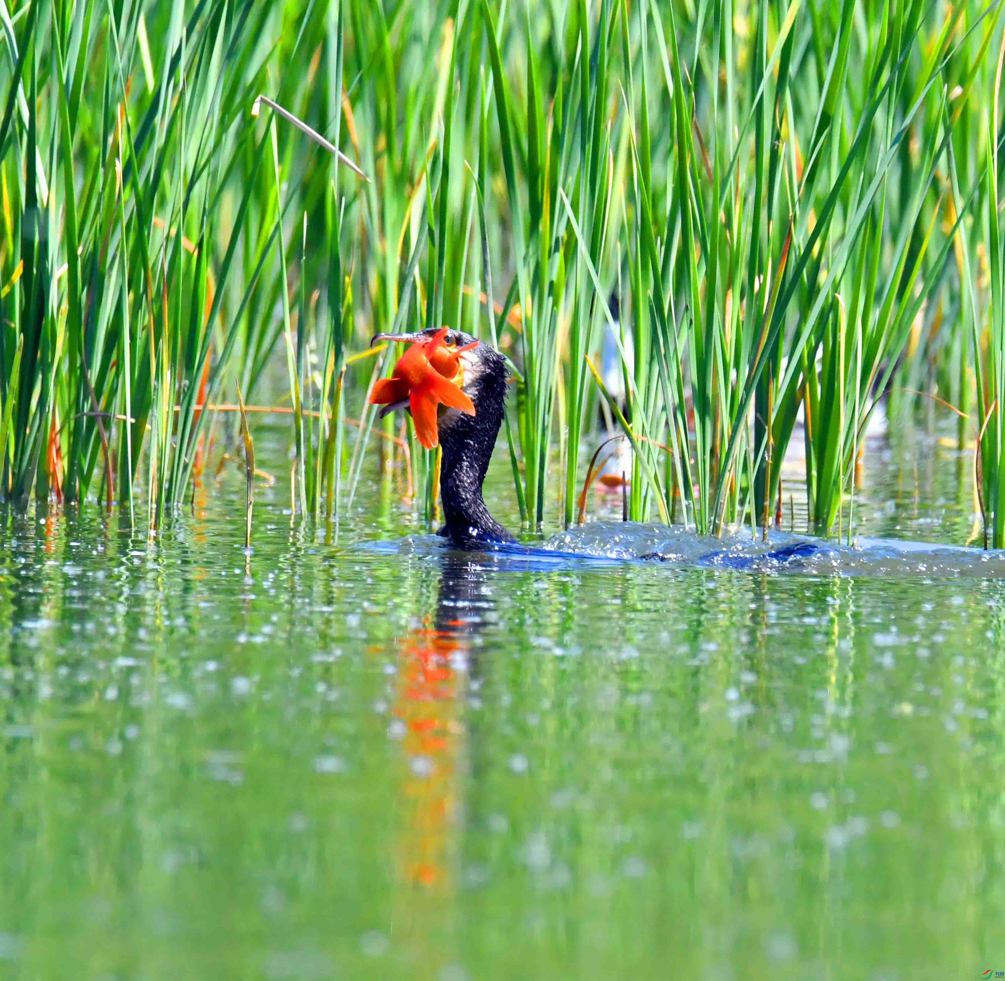 DSC_0606.JPG