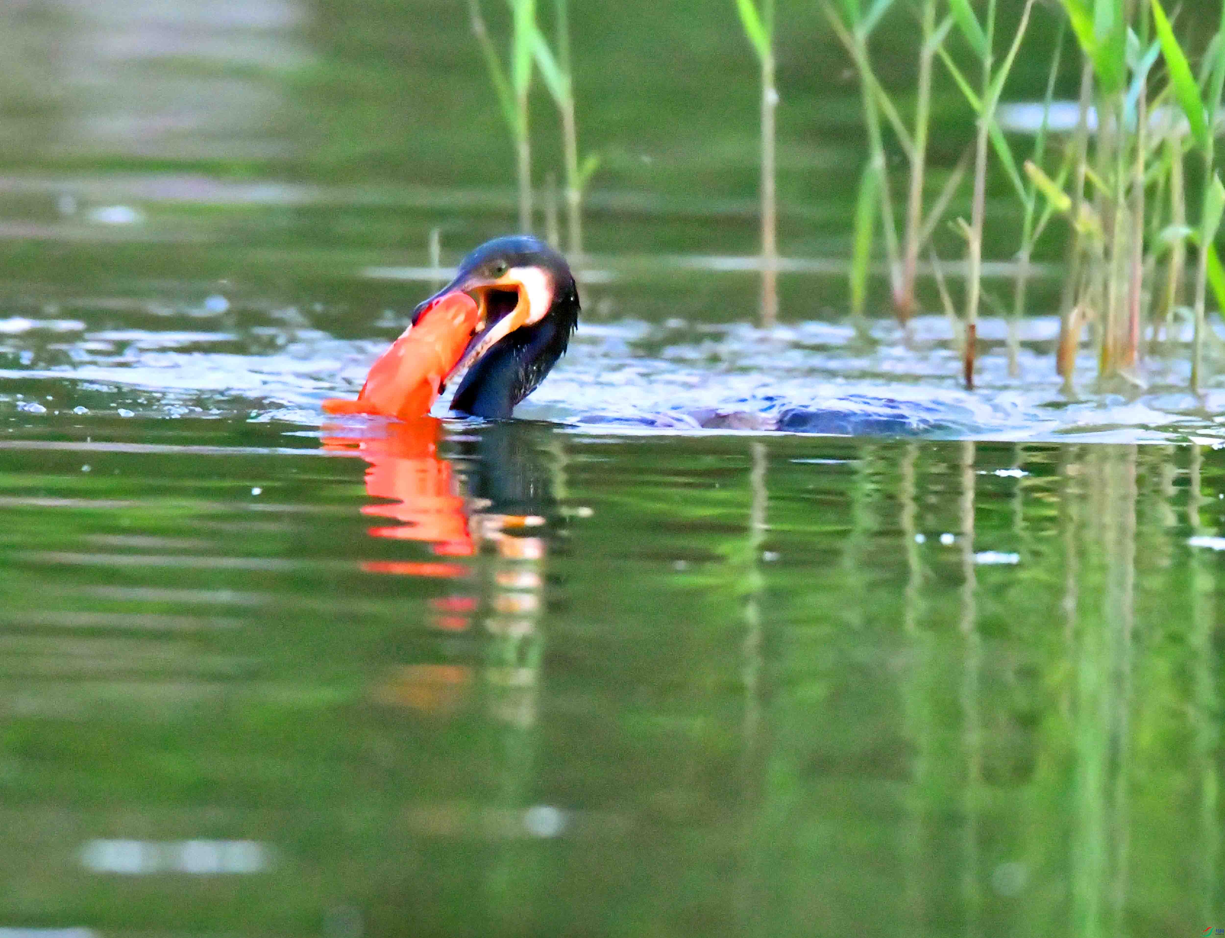 DSC_0628.JPG