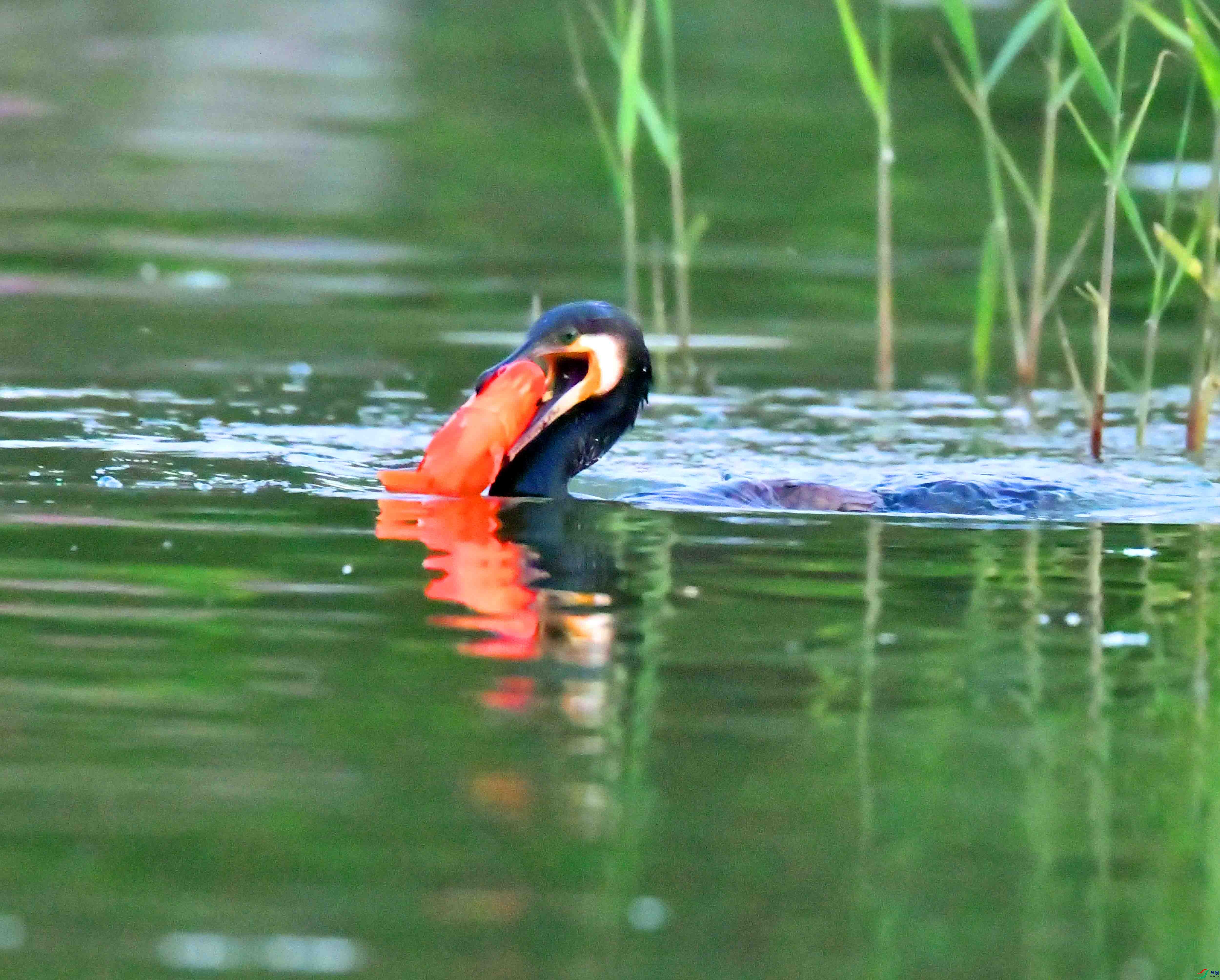 DSC_0629.JPG