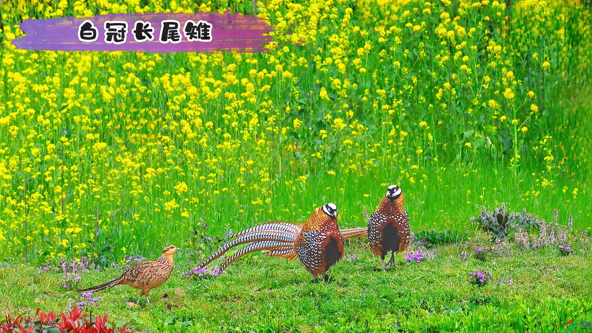 �׹ڳ�β-���� ����.jpg