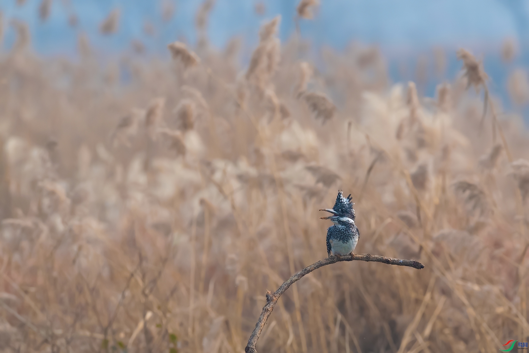 3DSC_6837_DxOa.jpg