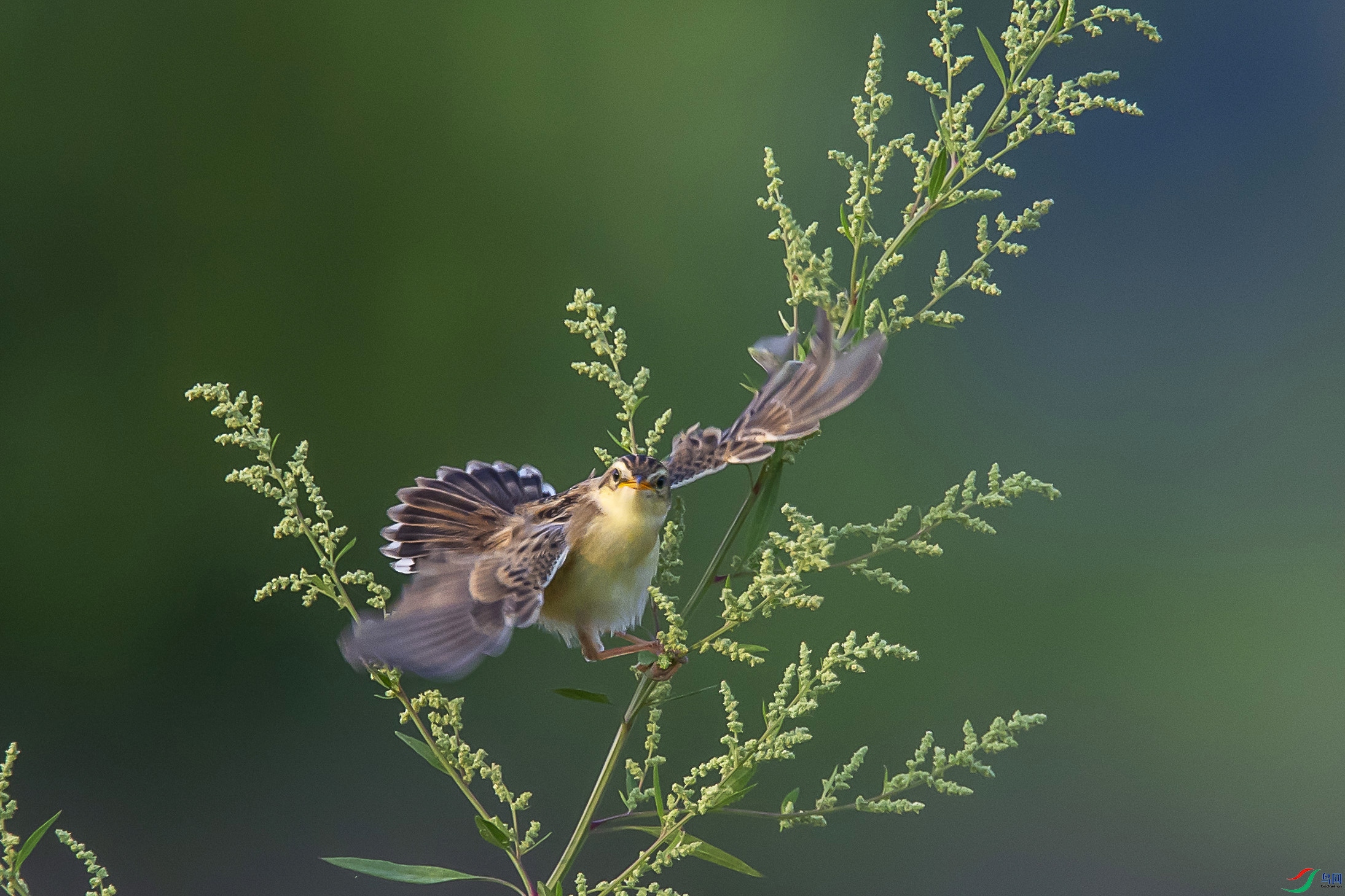 DSC_6626_1.jpg