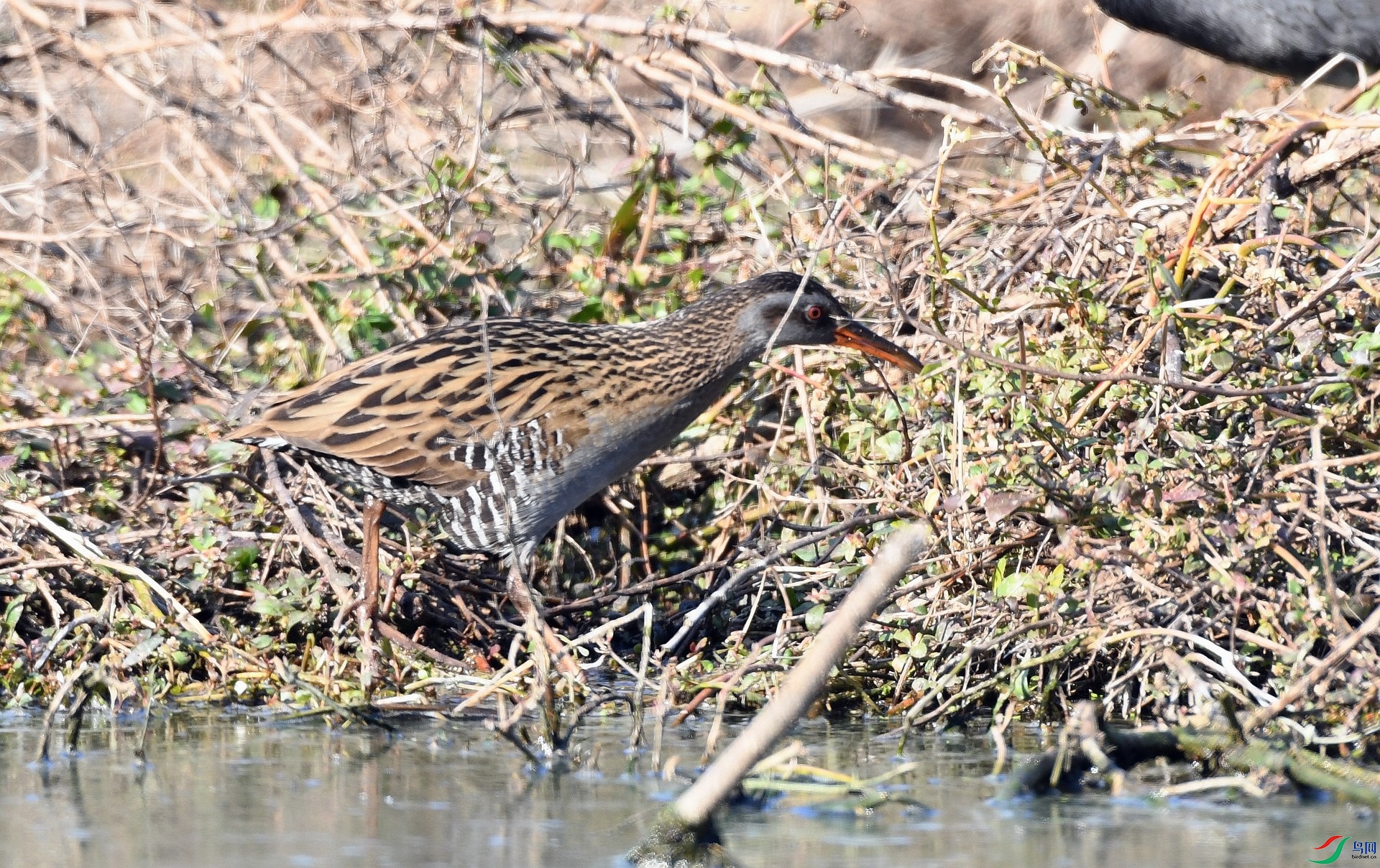 DSC_9141.jpg