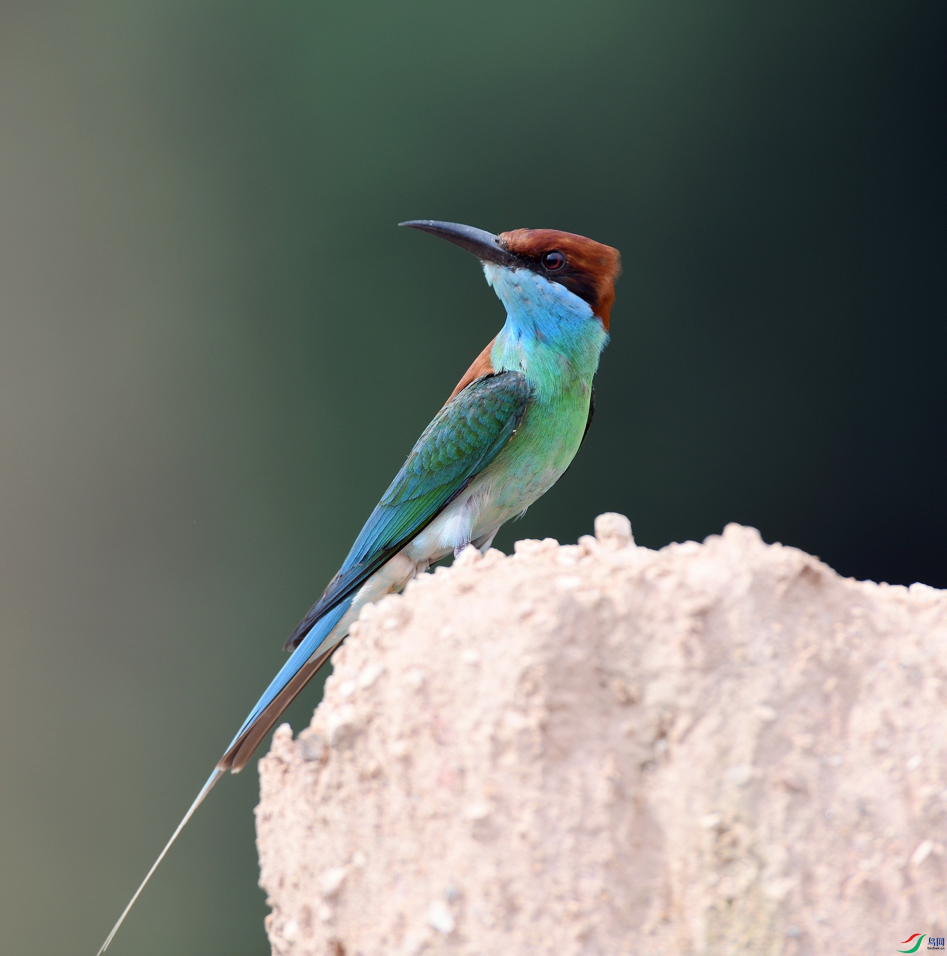 DSC_8732.jpg