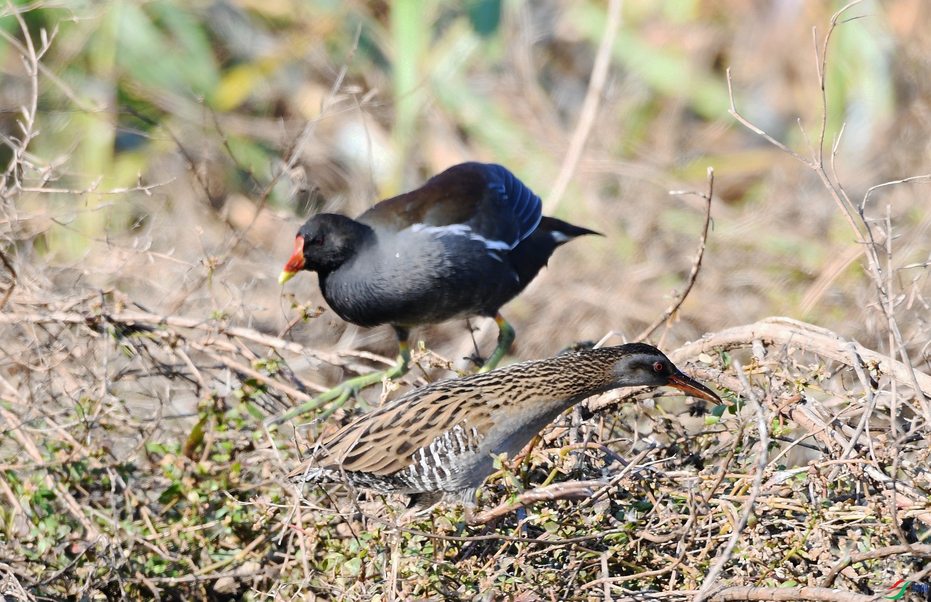 DSC_9142.jpg
