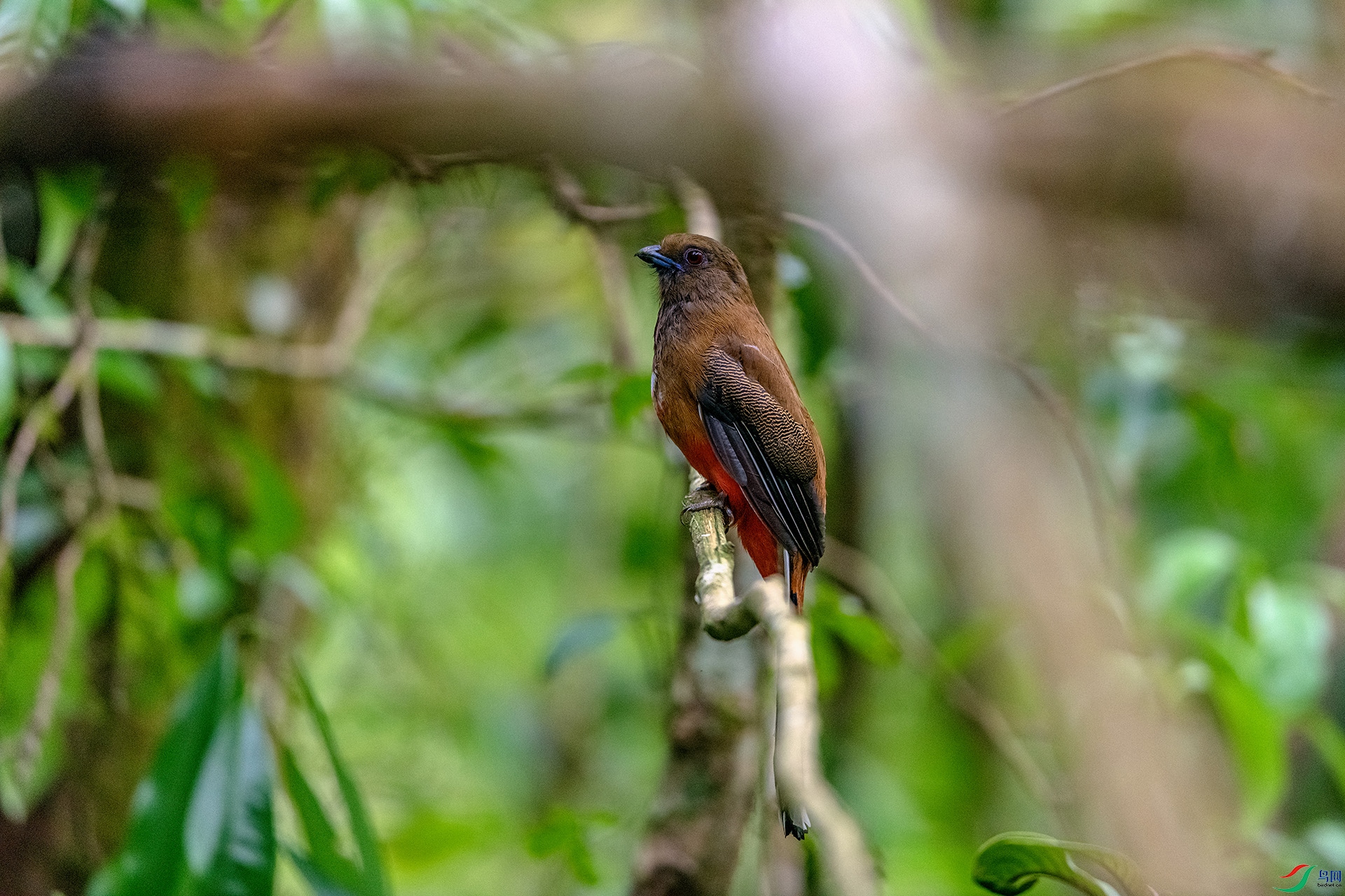 _AUU3664 ��ͷҧ��(26.4.27).jpg