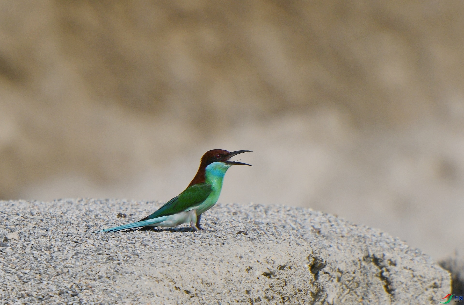 DSC_9952.jpg