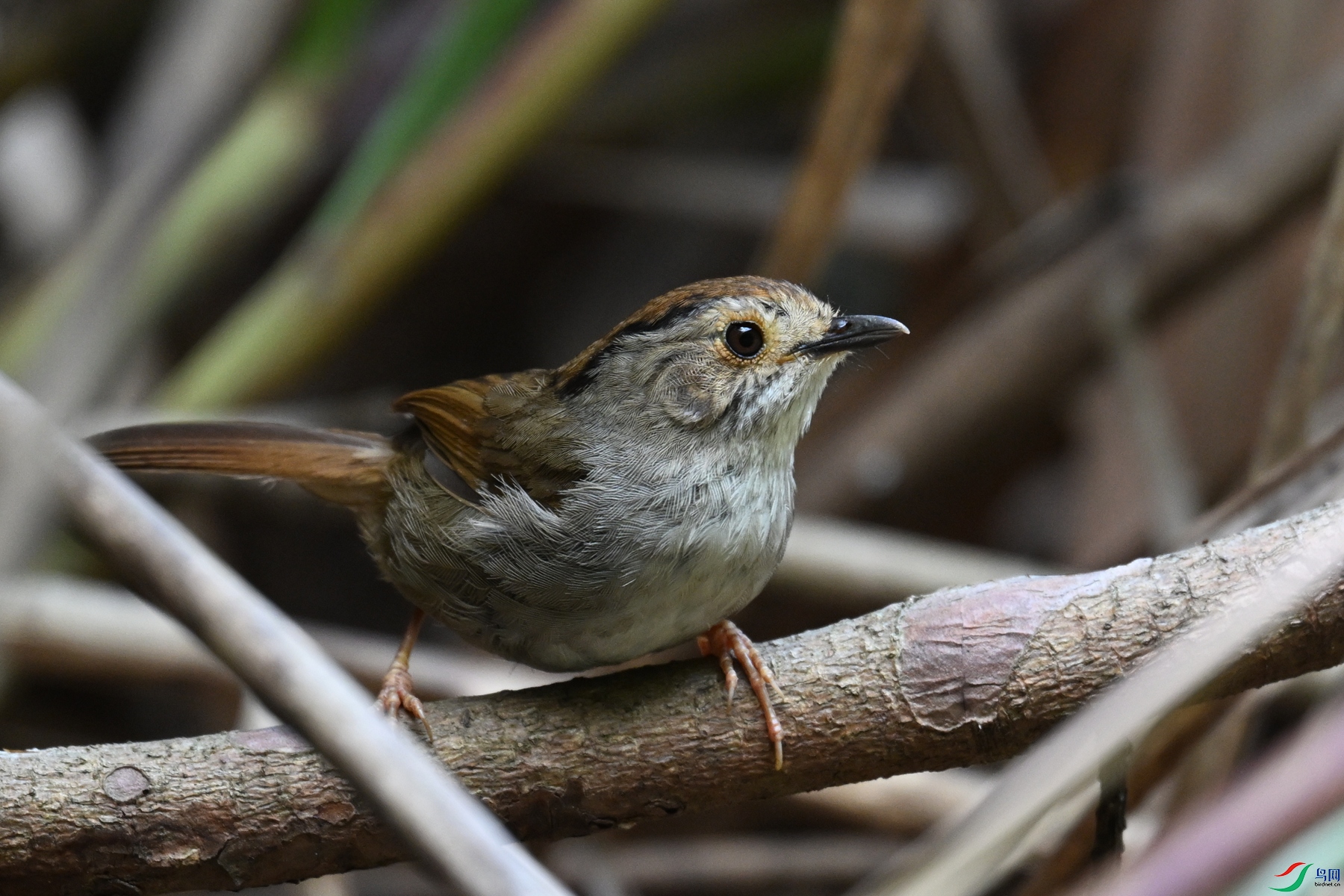 DSC_0383.JPG