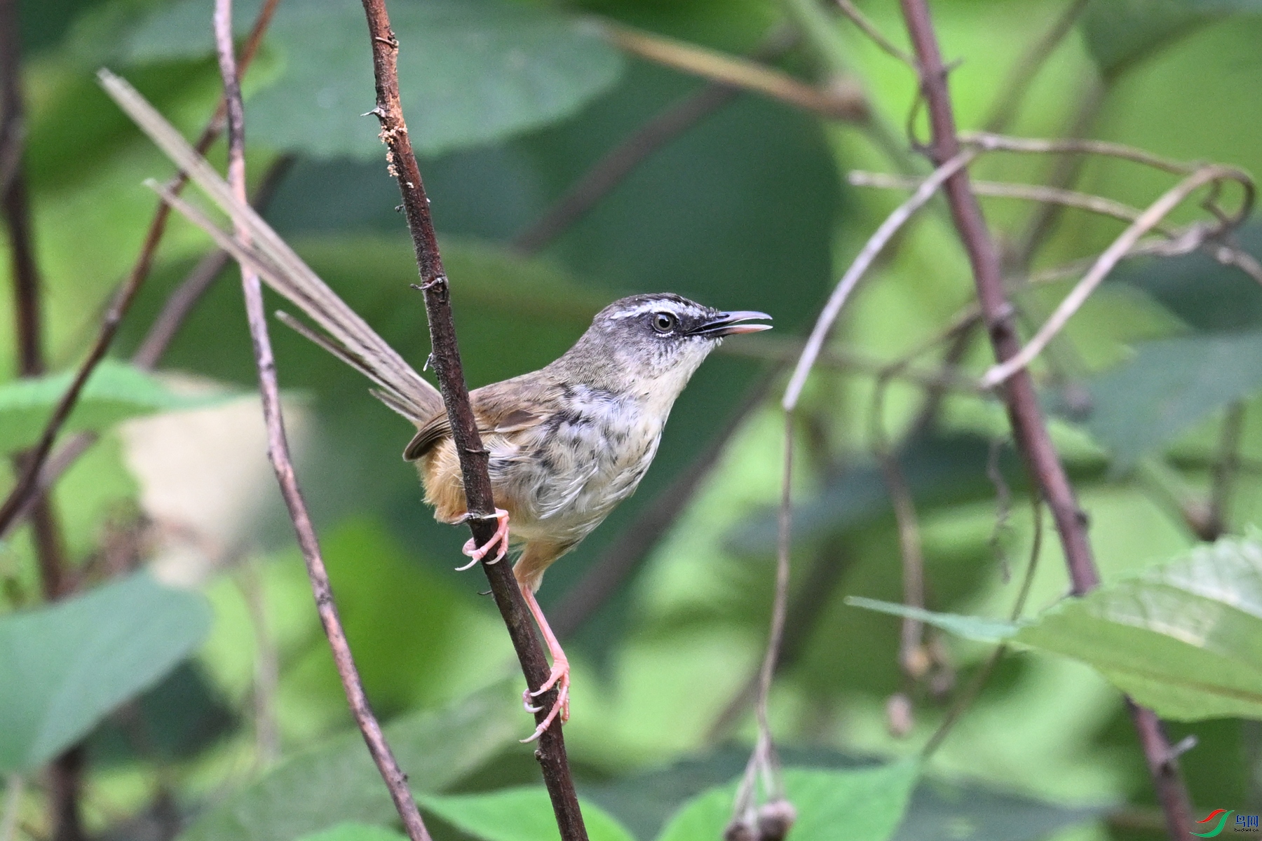 DSC_9987.JPG