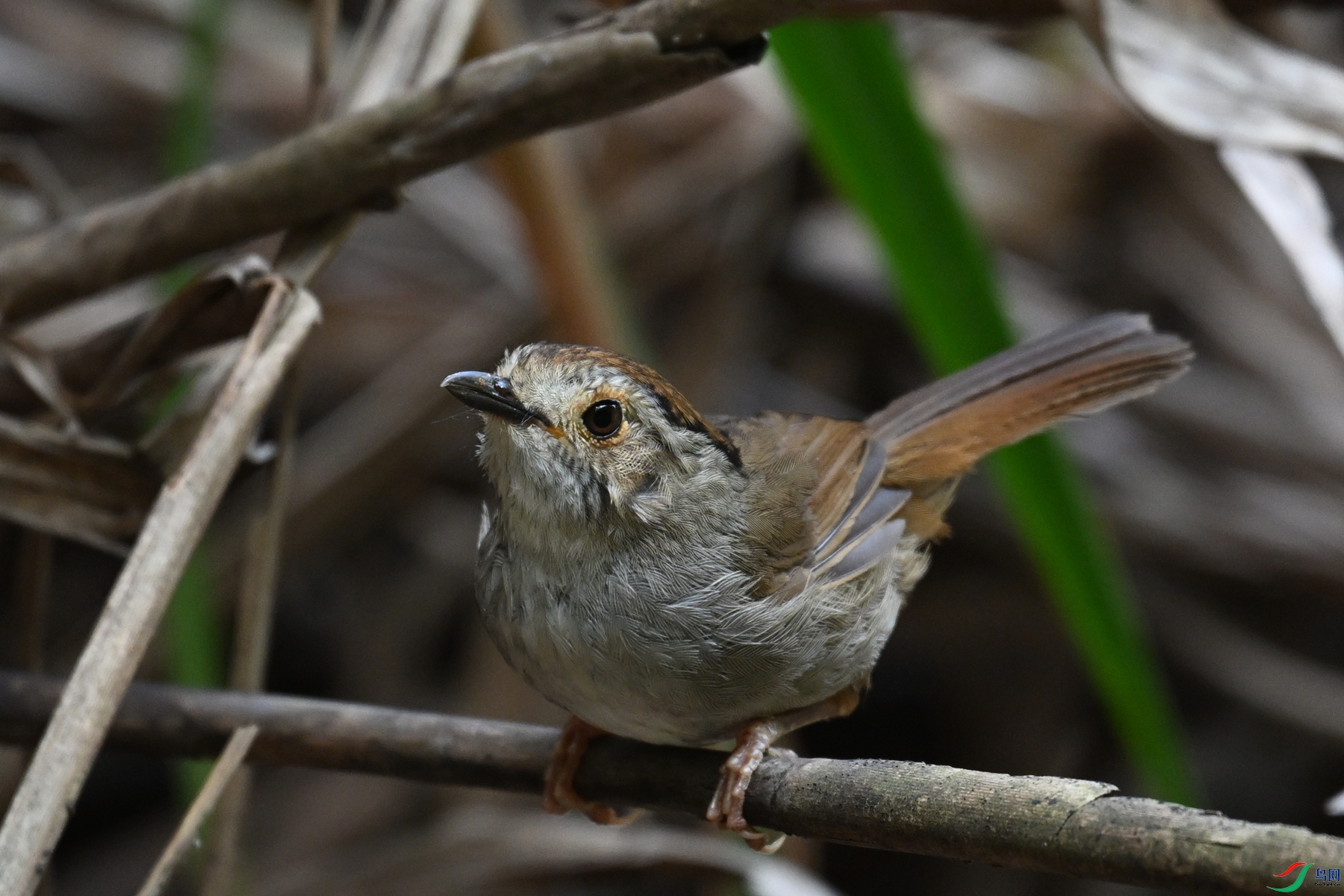 DSC_0390.JPG