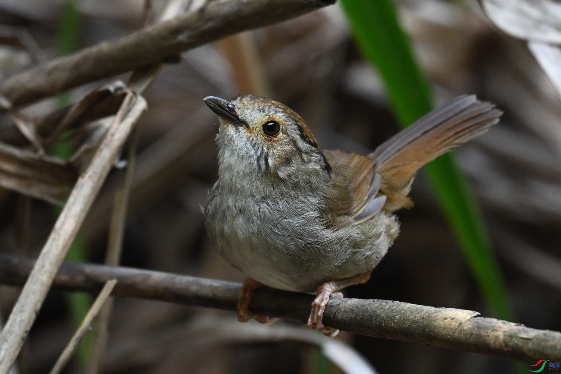 DSC_0402.JPG