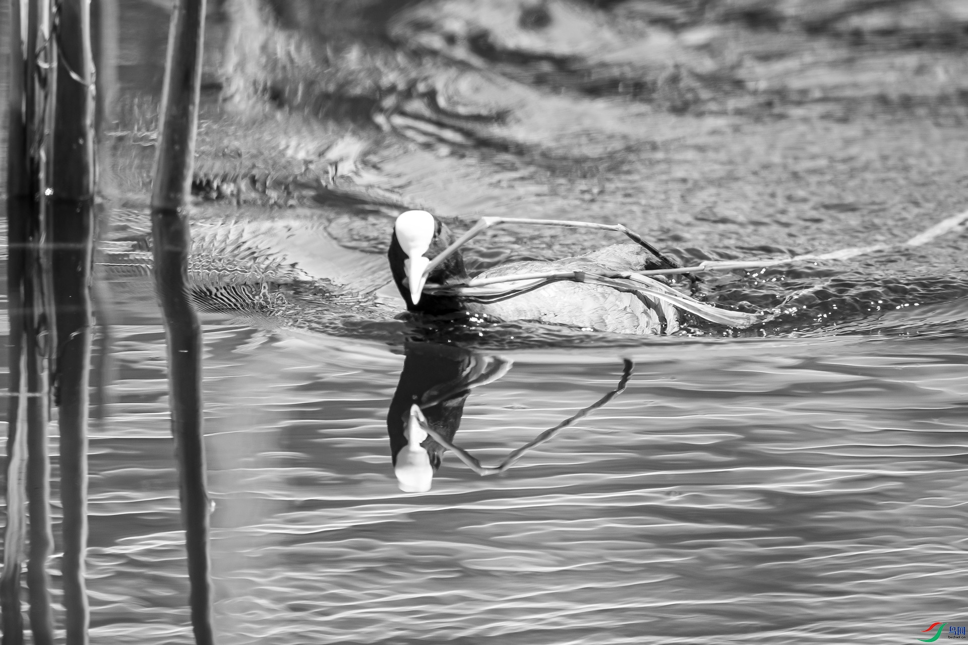 _DSC98870.jpg