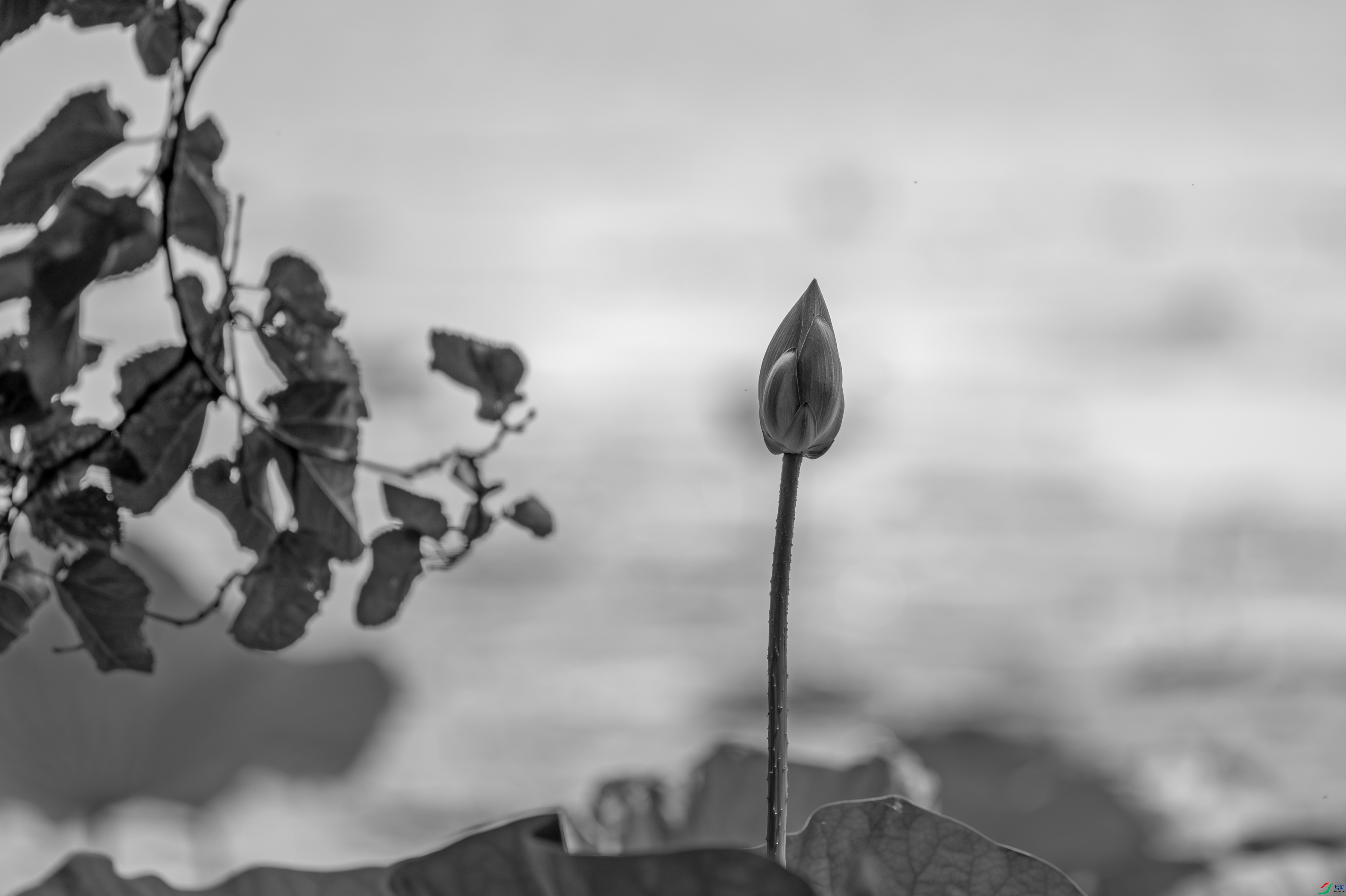 DSC_3756 ����.jpg