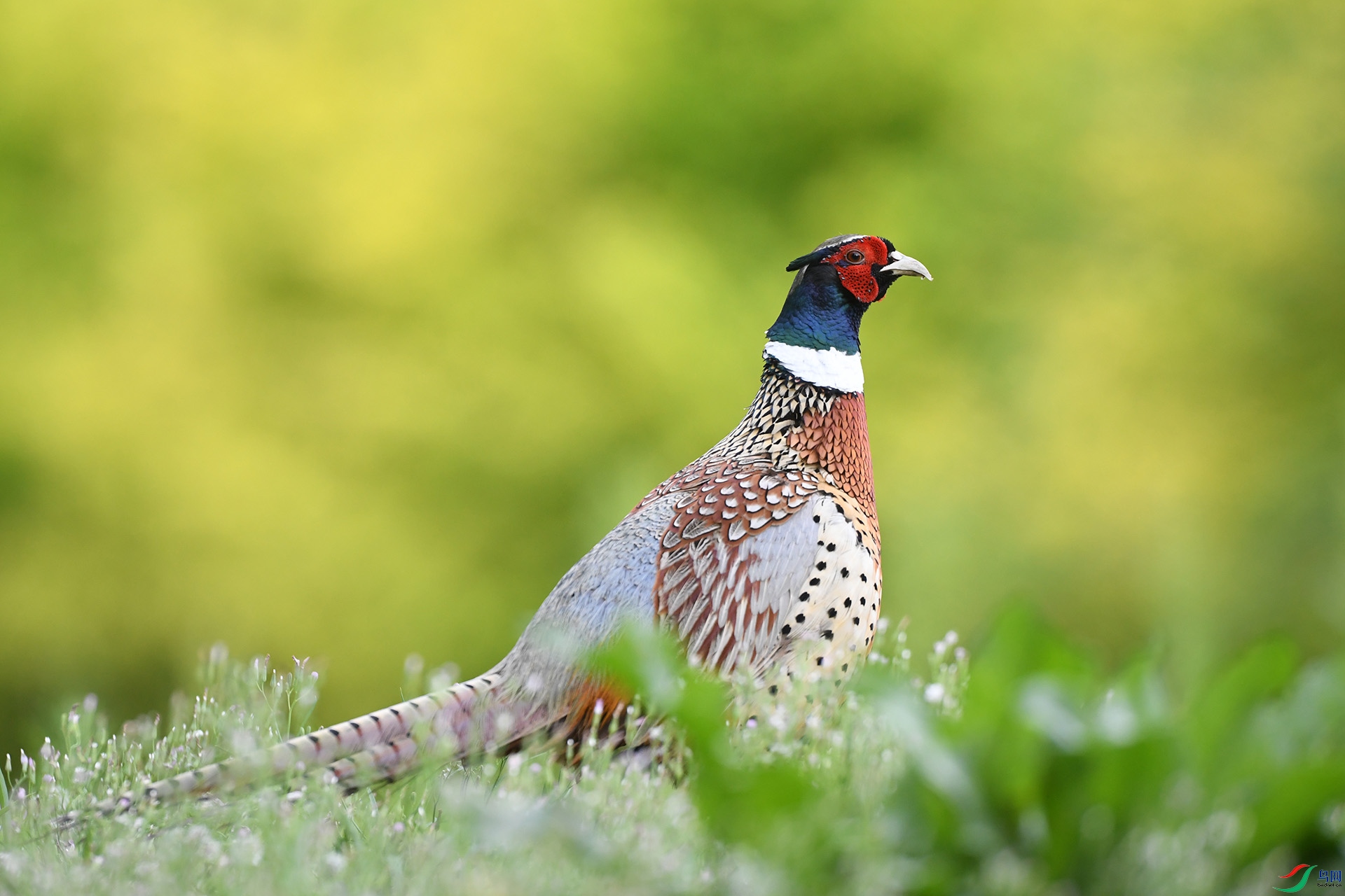 DSC_2771a.jpg