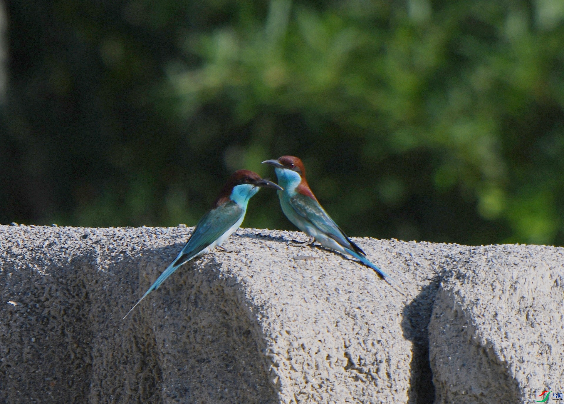 DSC_9909.jpg