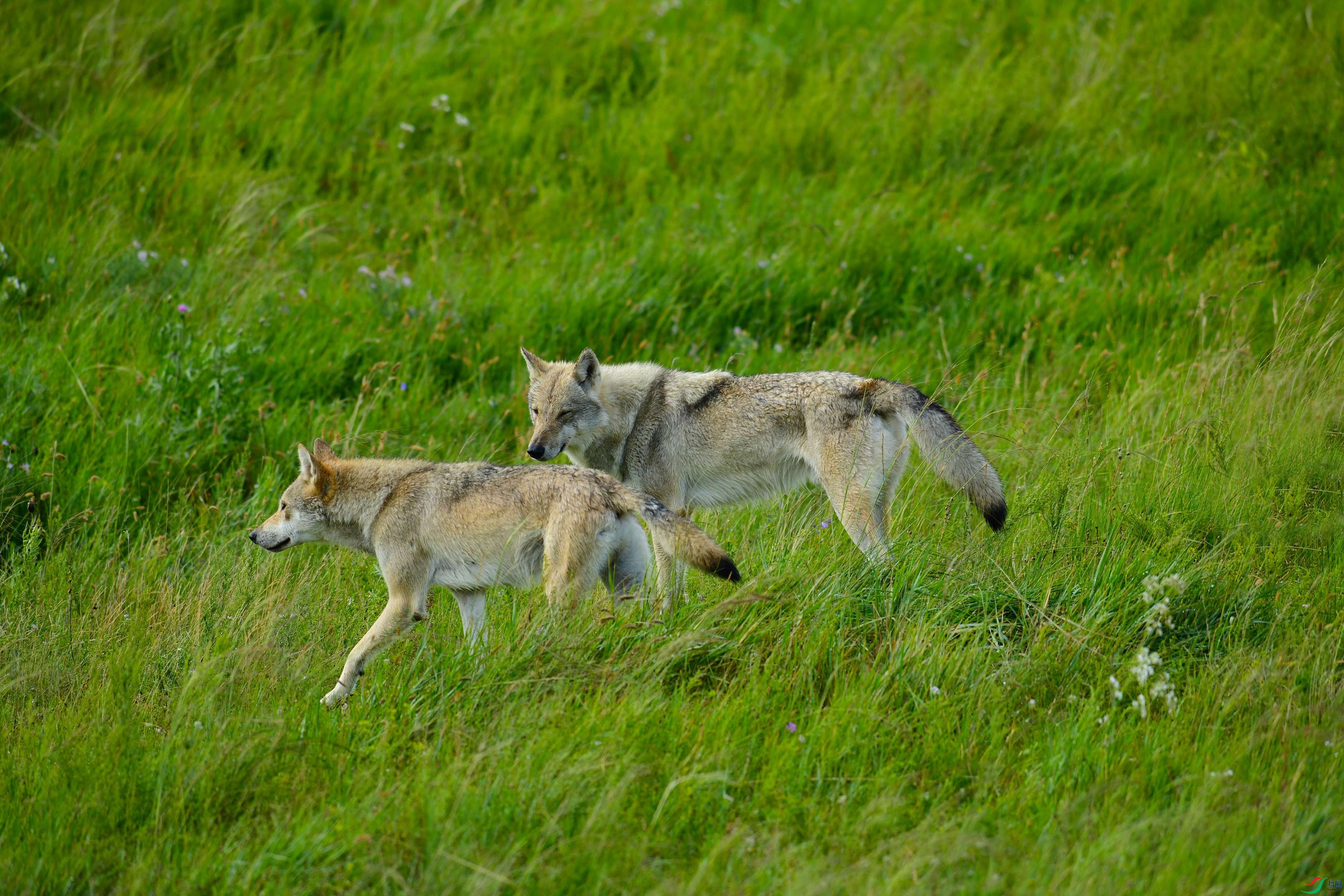 DSC_1648.JPG