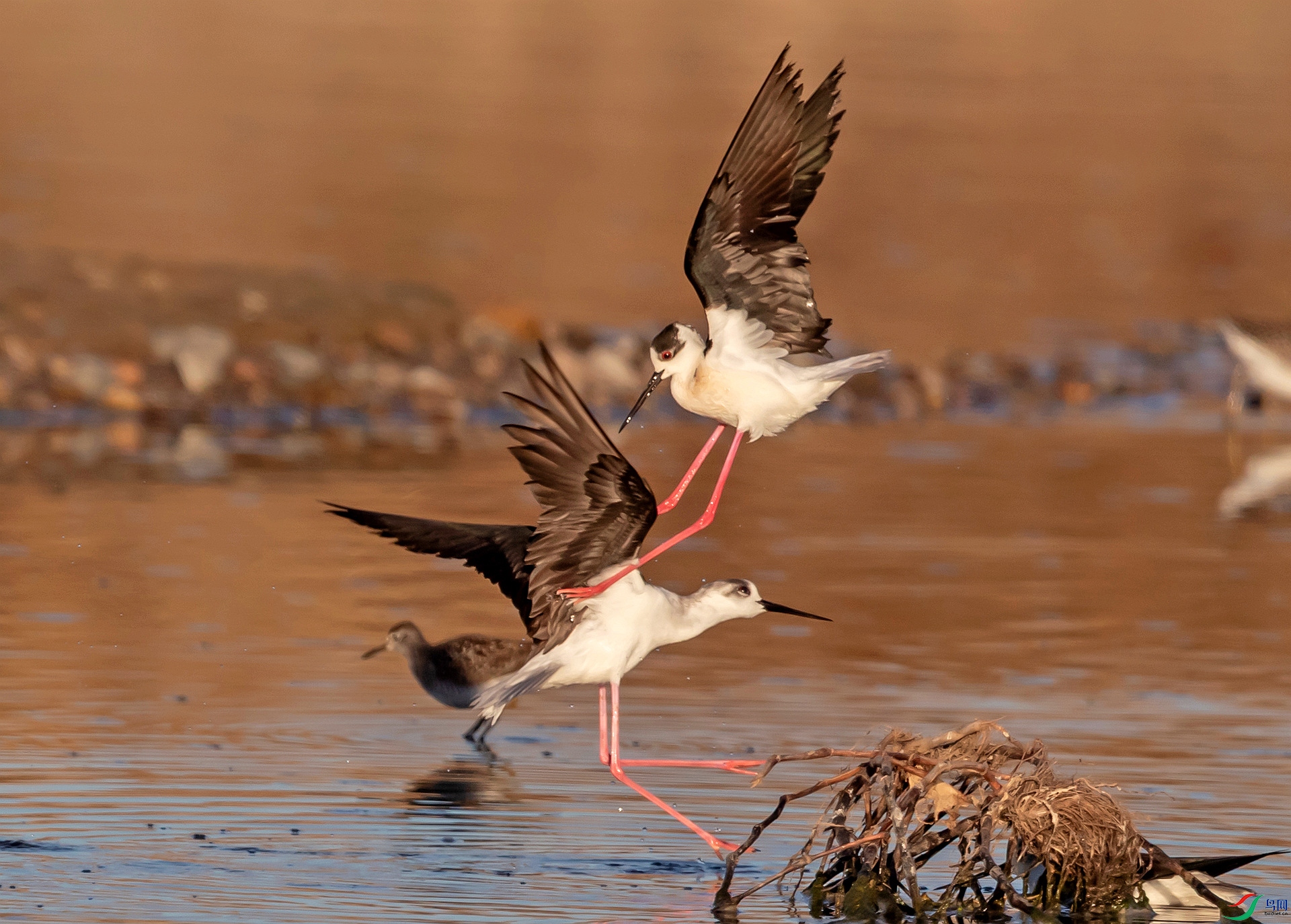 �ڳ᳤����