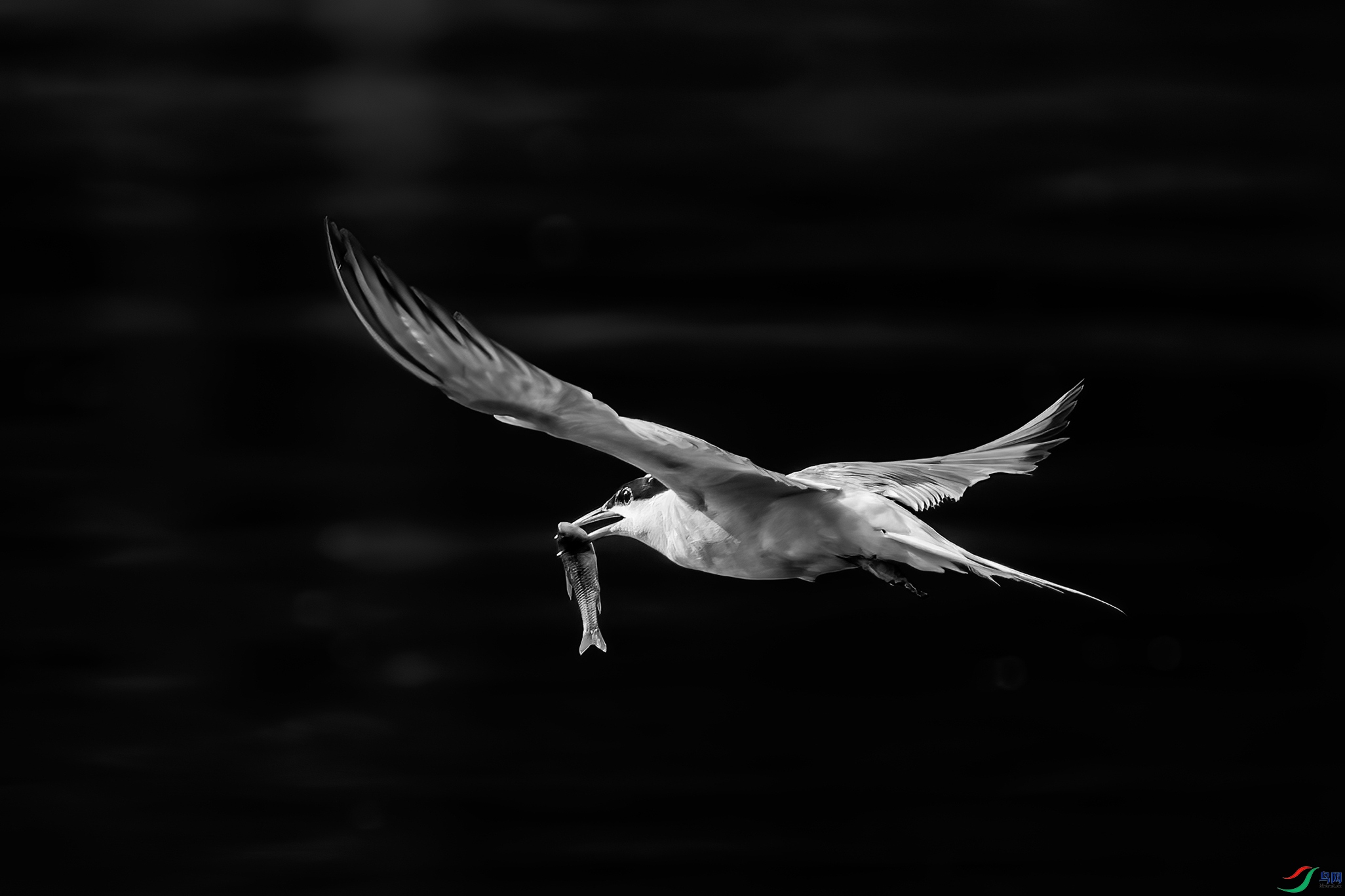 DSC08037a_����.jpg