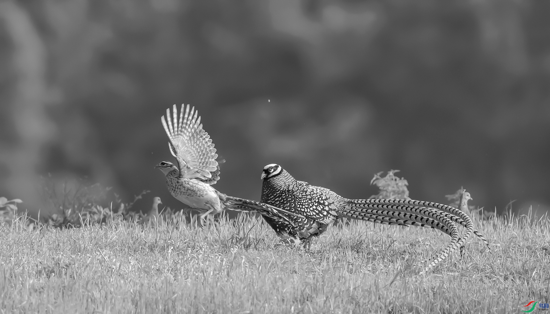 DSC_�׹ڳ�β��-1.jpg