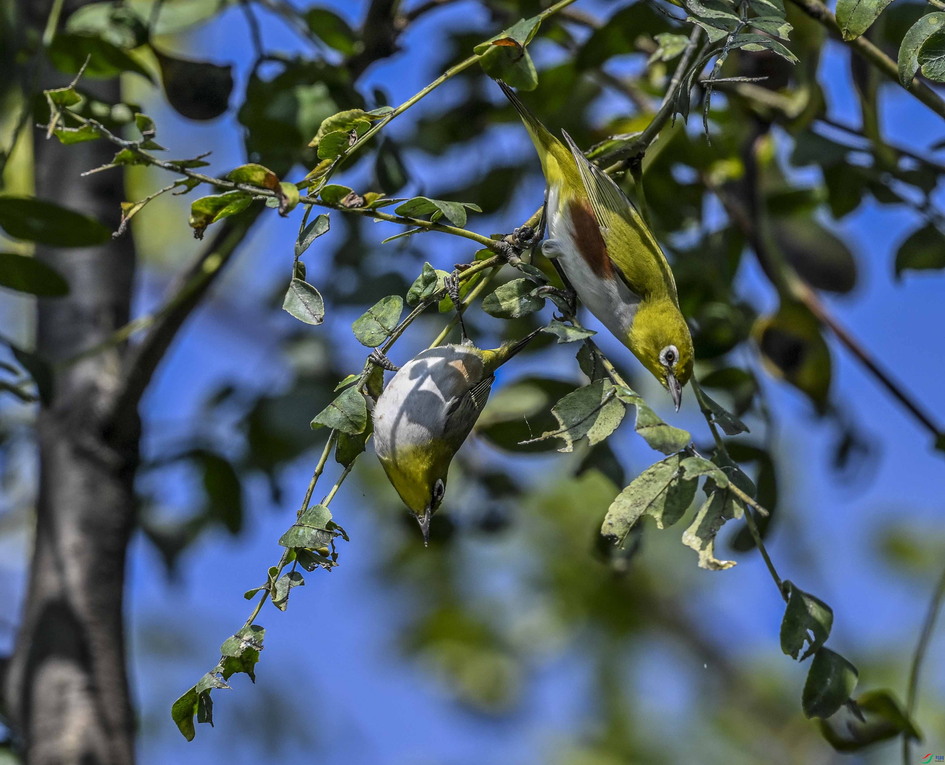 DSC_5293.jpg