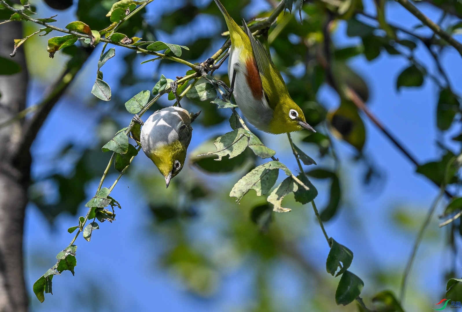 DSC_5392_1.jpg