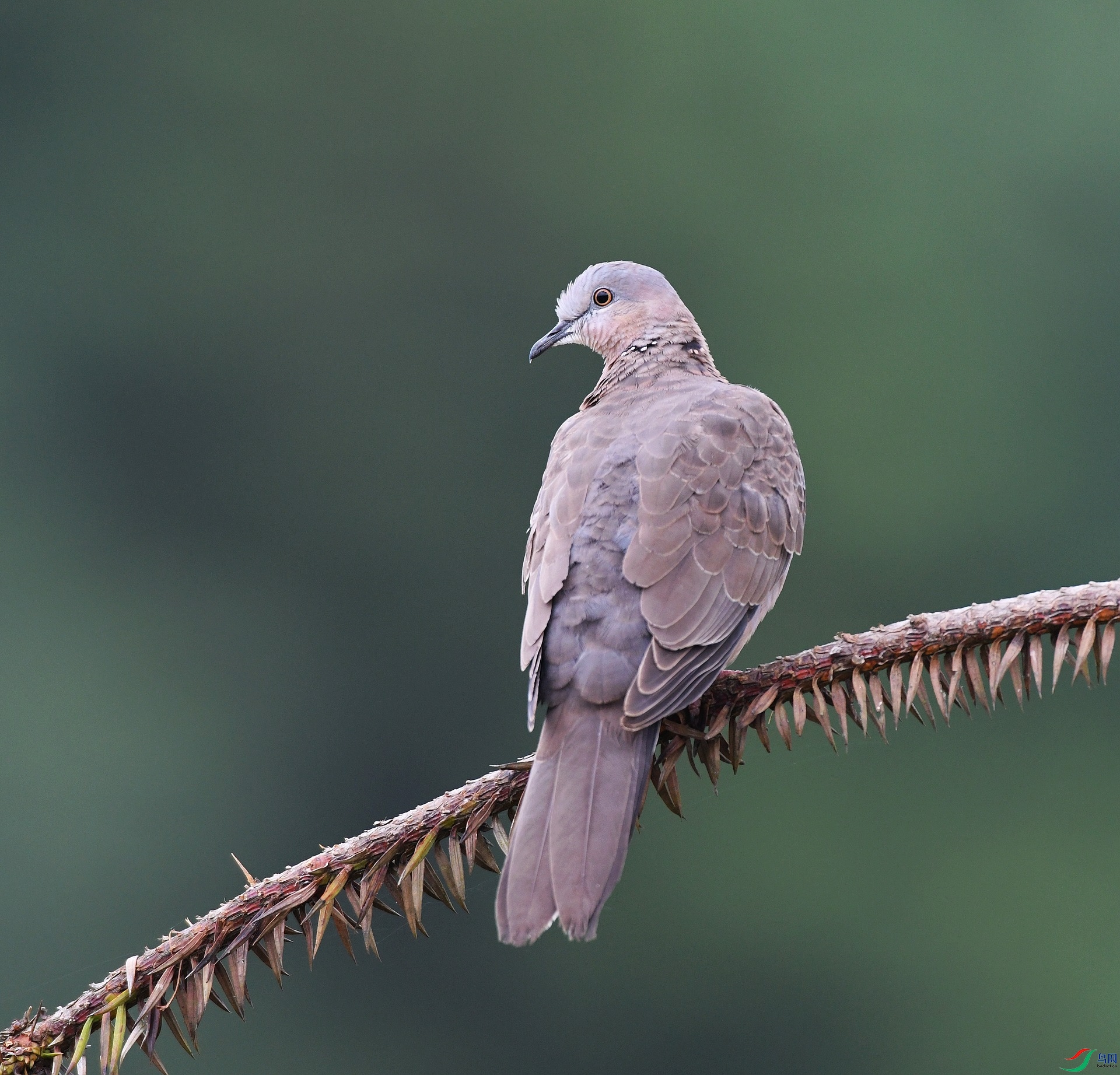 DSC_3578.jpg