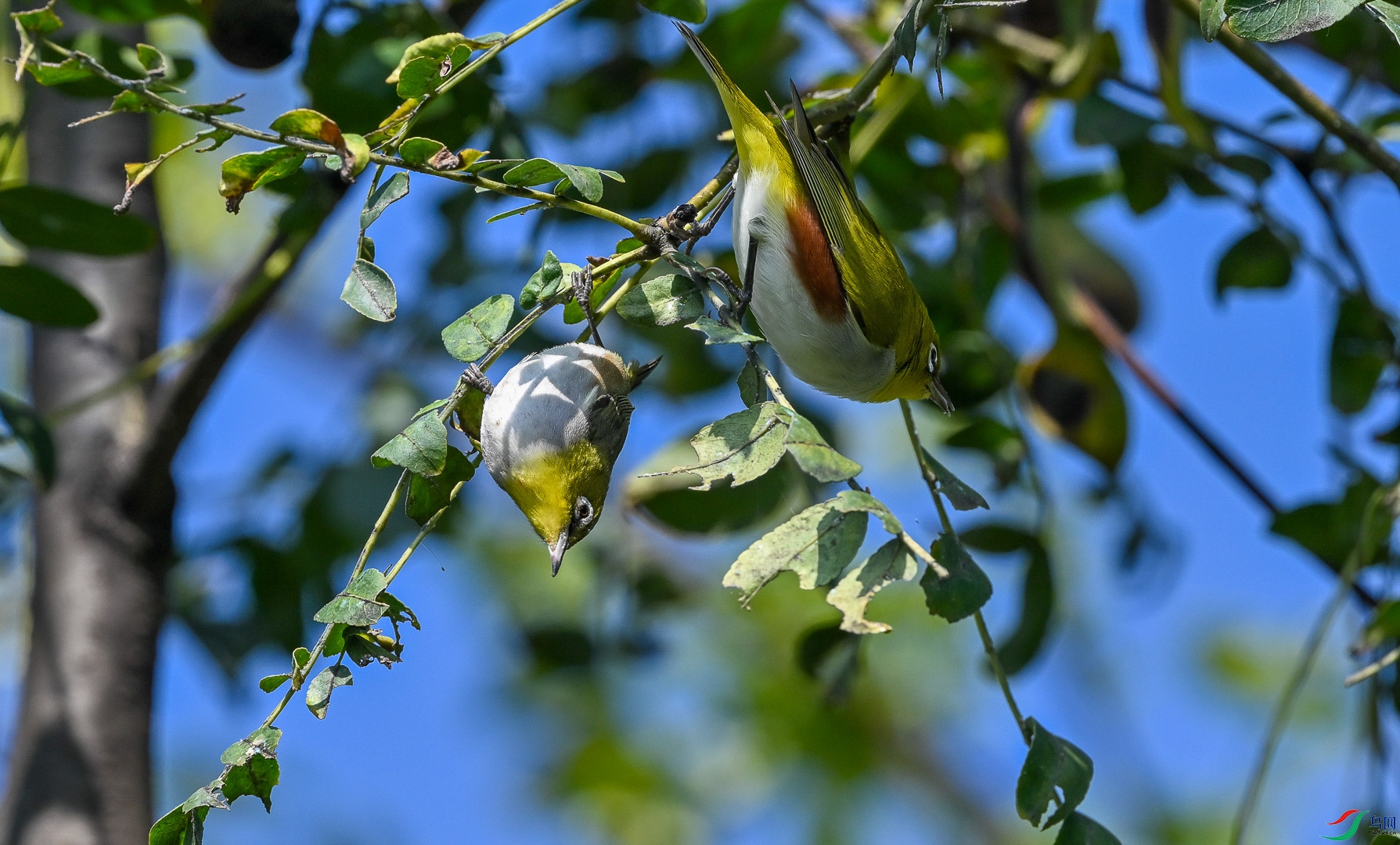 DSC_5396_1.jpg
