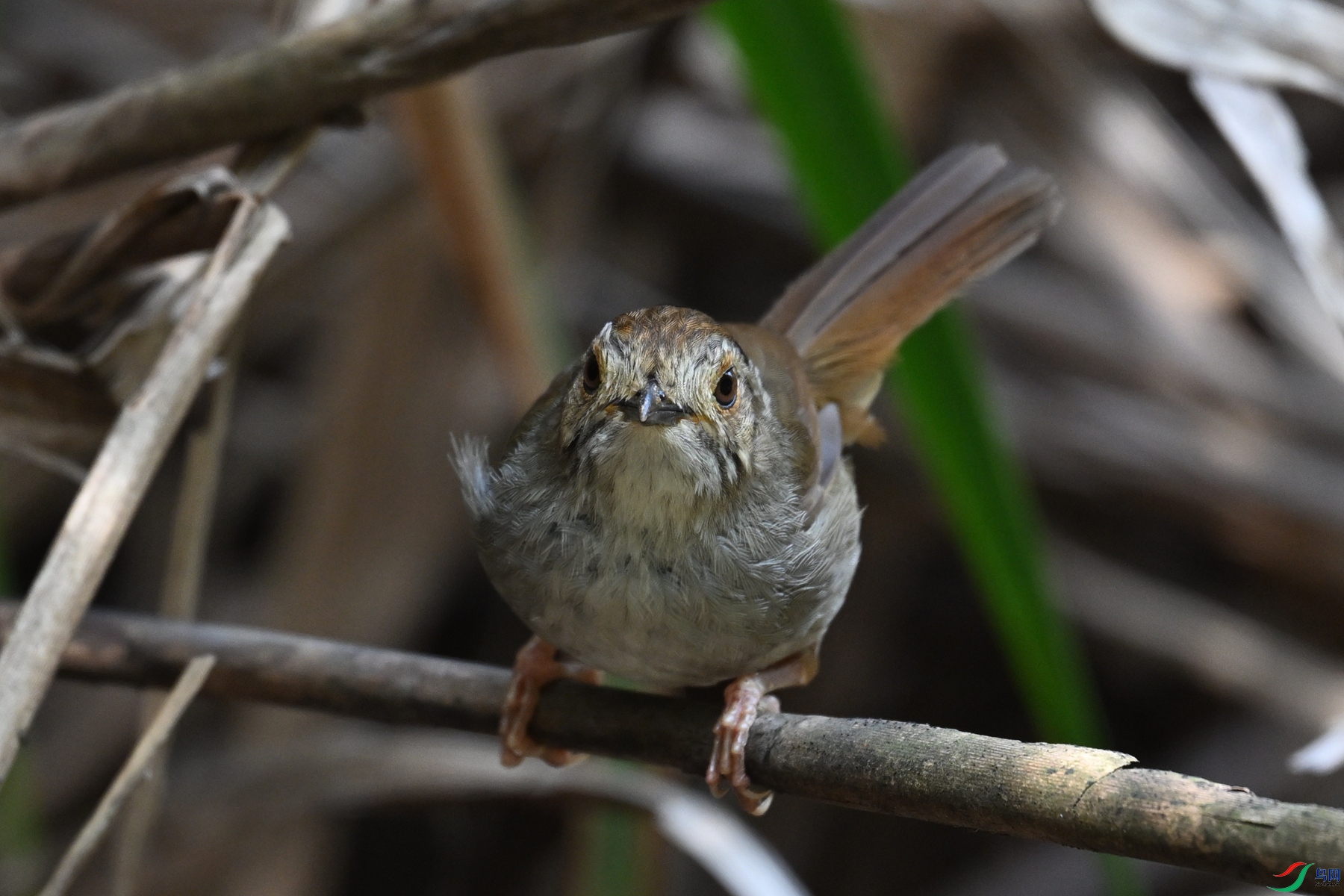 DSC_0412.JPG