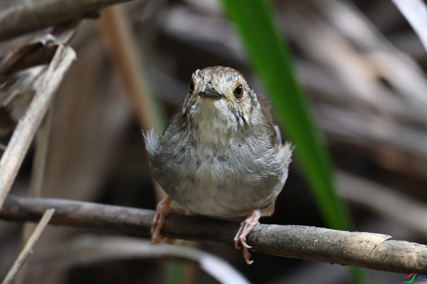 DSC_0413.JPG