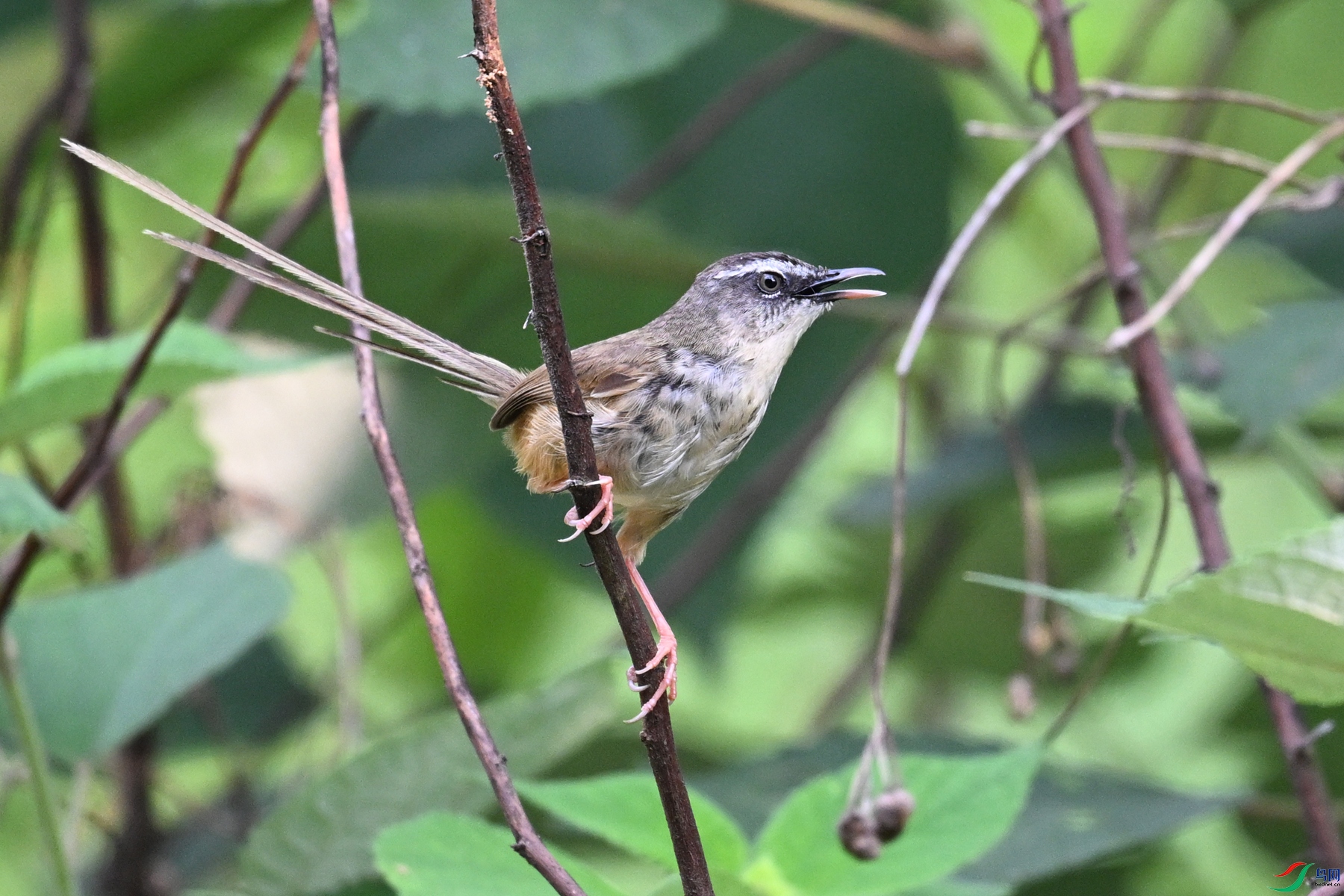 DSC_9988.JPG