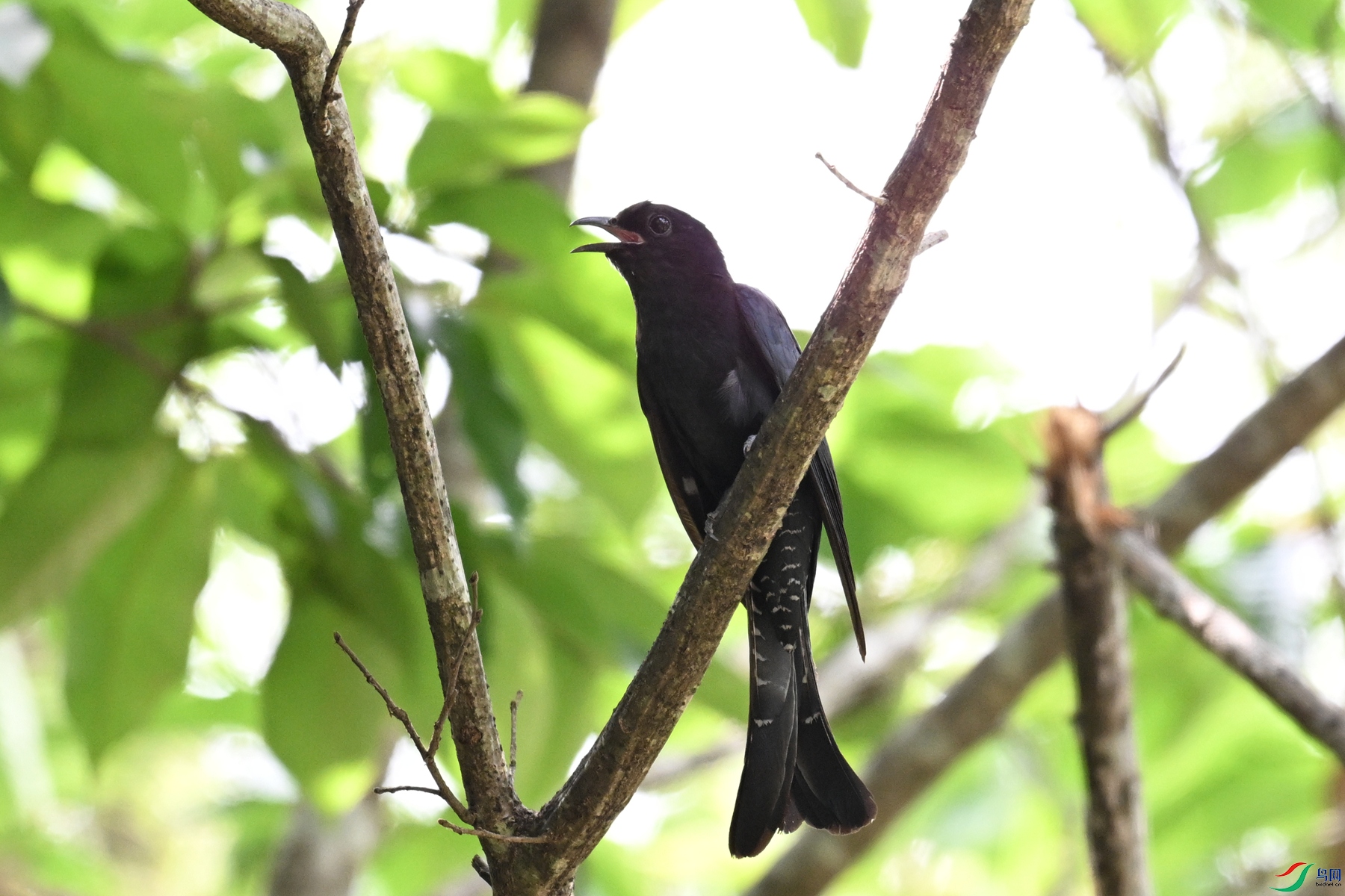 DSC_0894.JPG