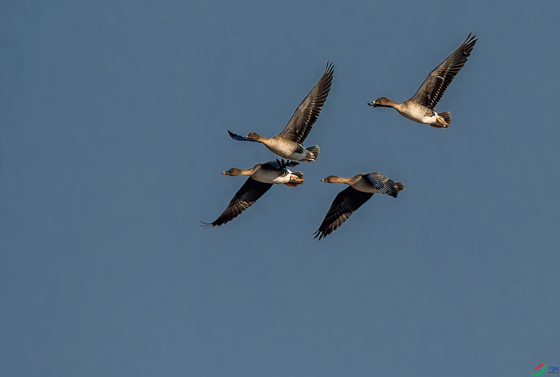 _DSC3707-11.gif