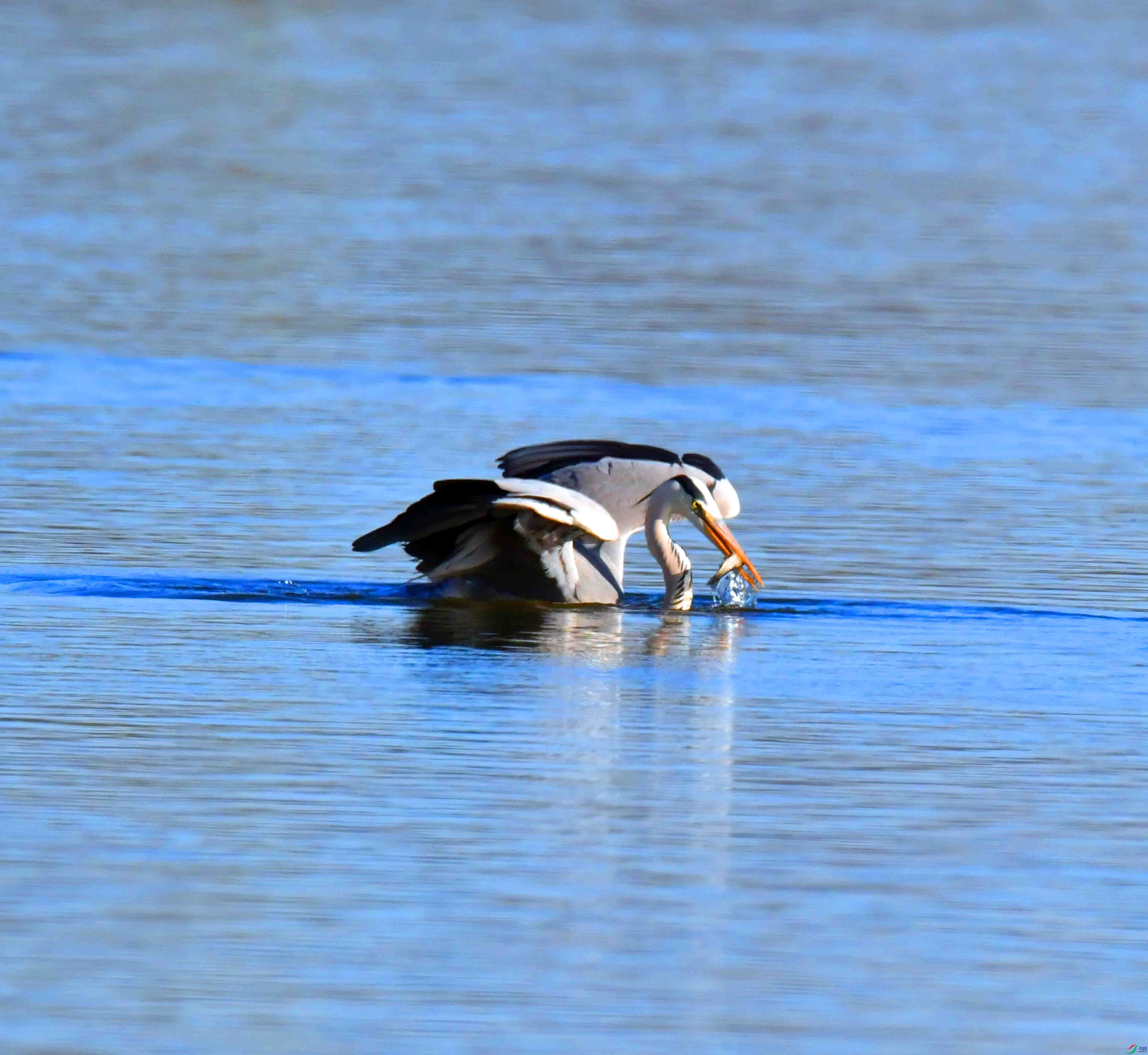 DSC_2956.JPG