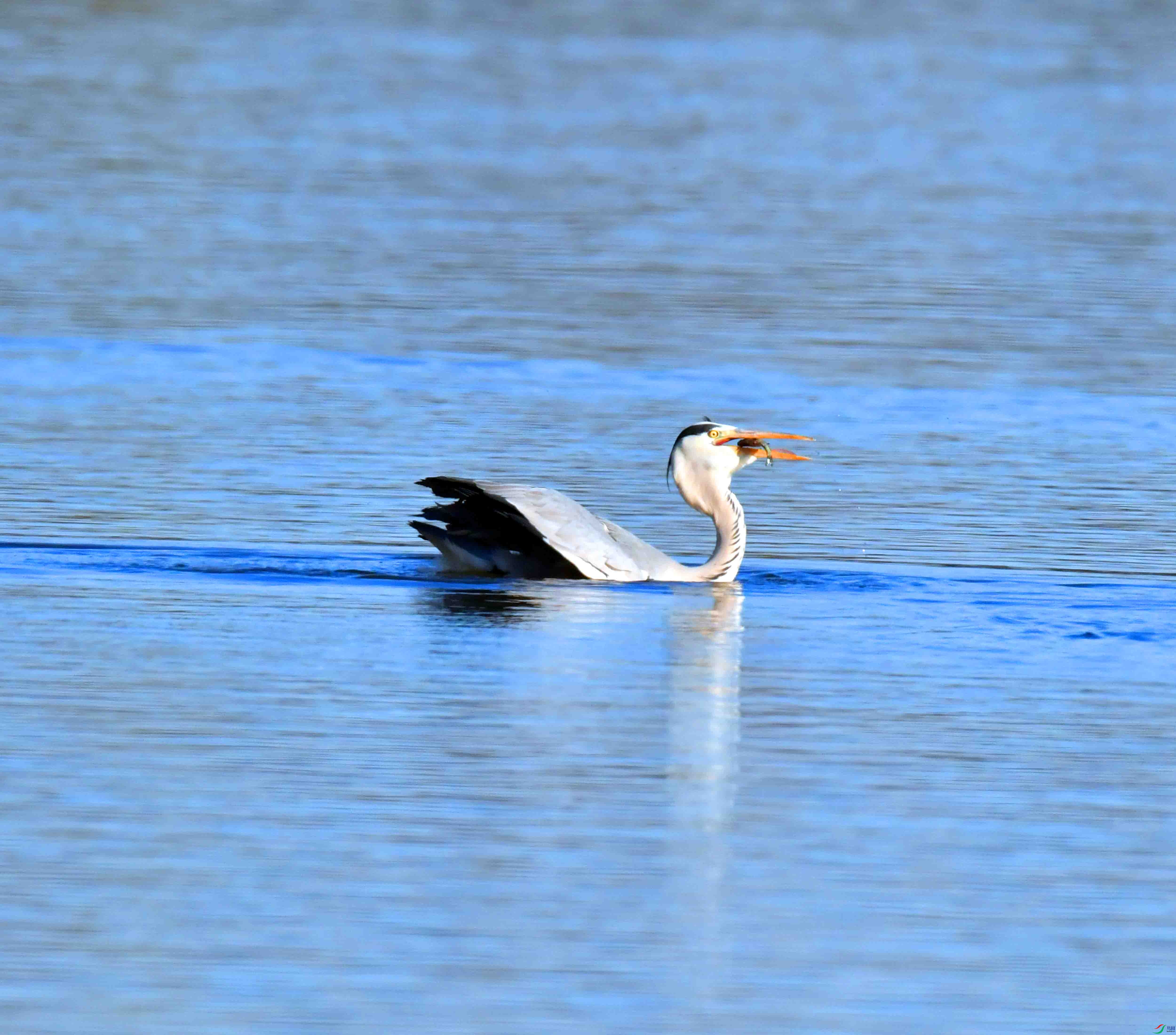 DSC_2961.JPG
