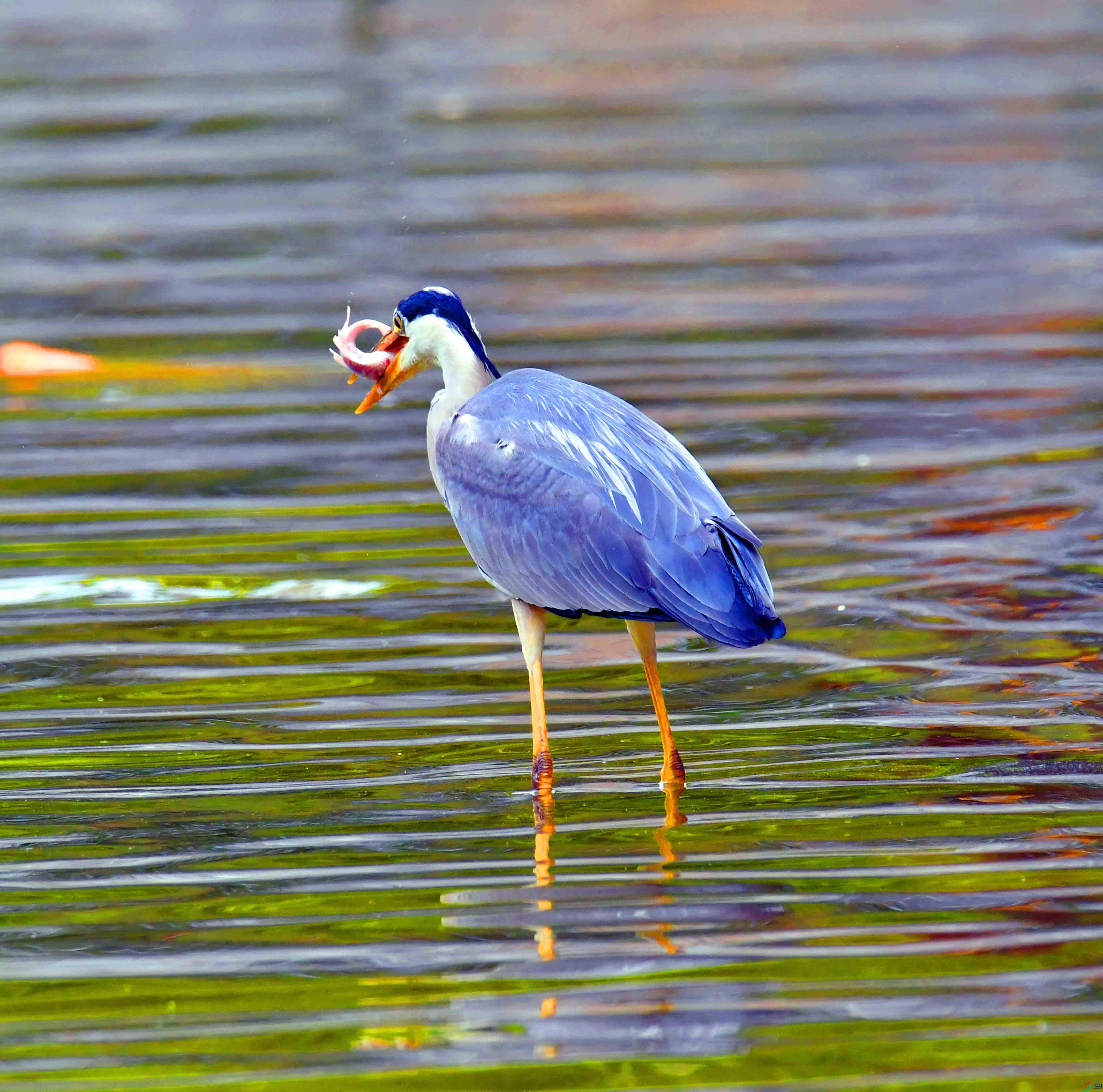 DSC_9287.JPG