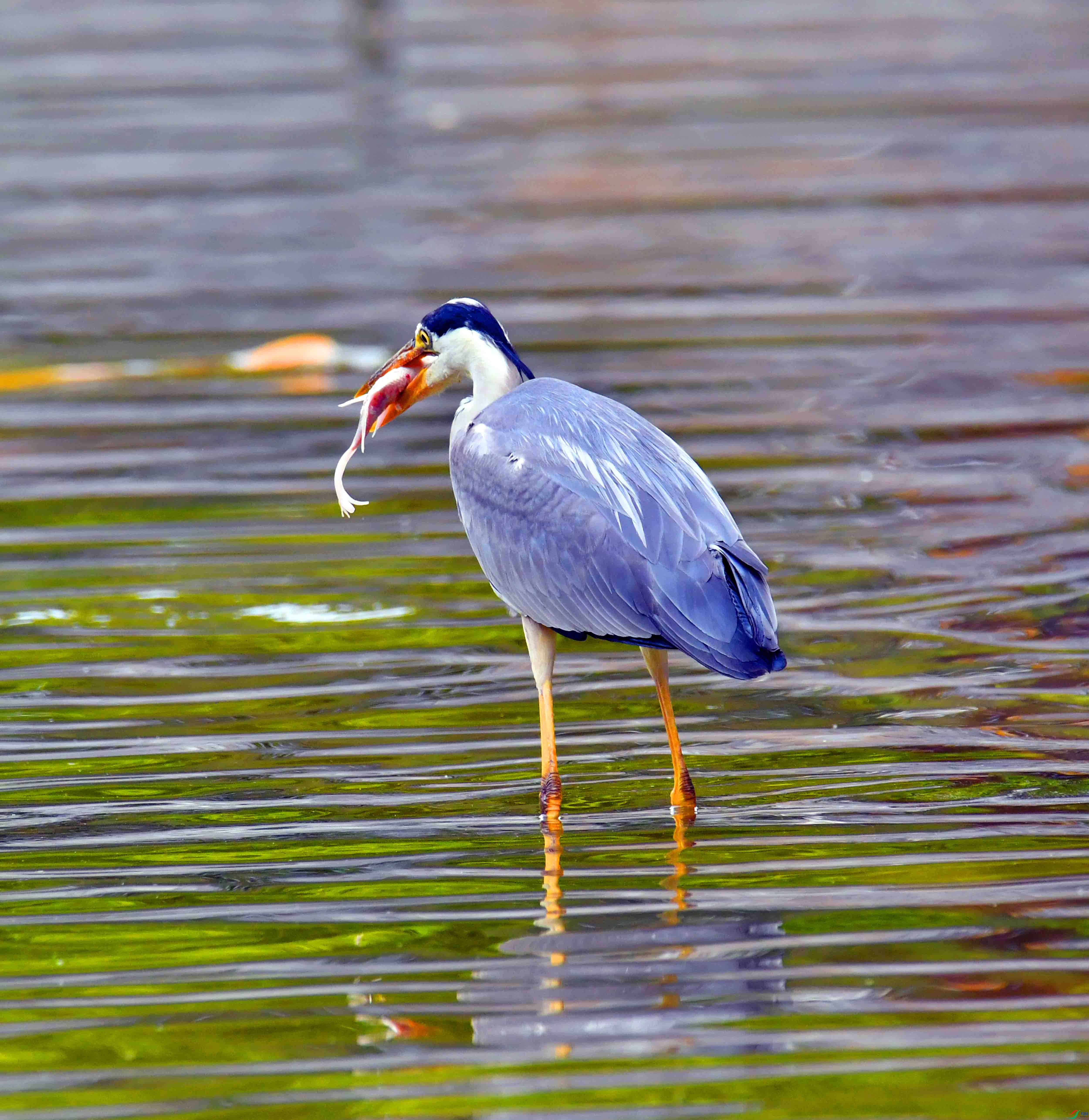 DSC_9293.JPG