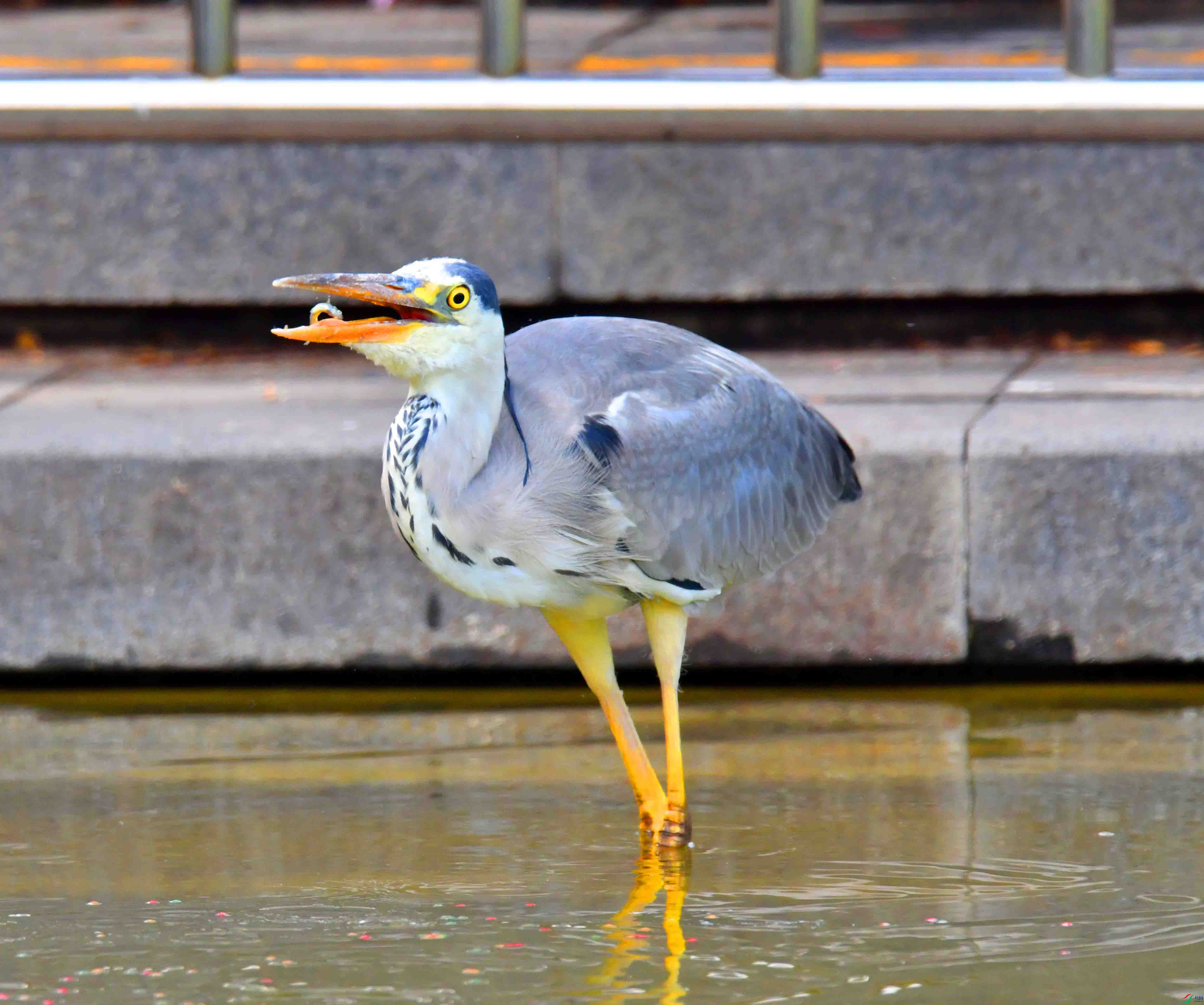 DSC_9966.JPG