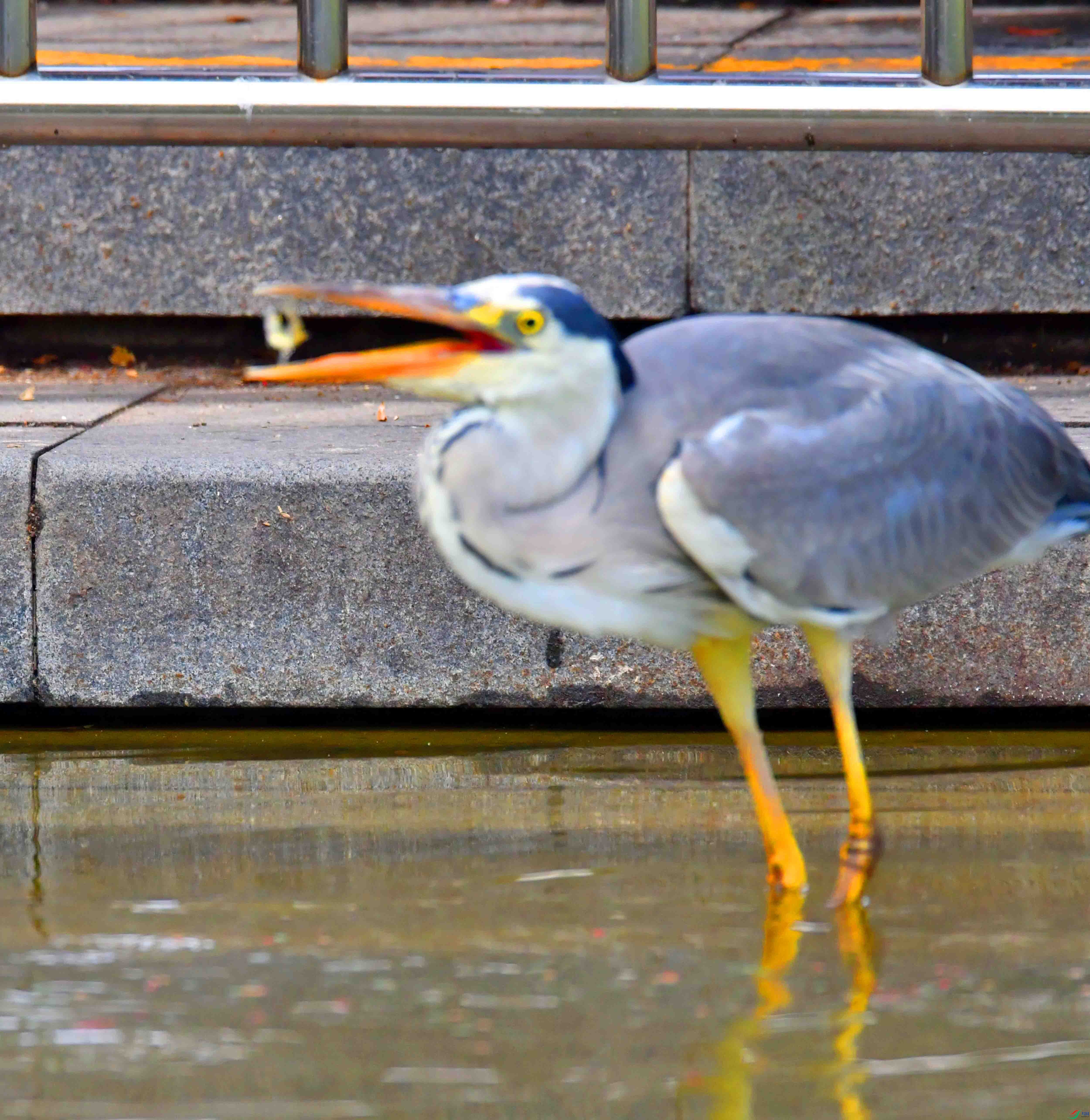 DSC_9972.JPG
