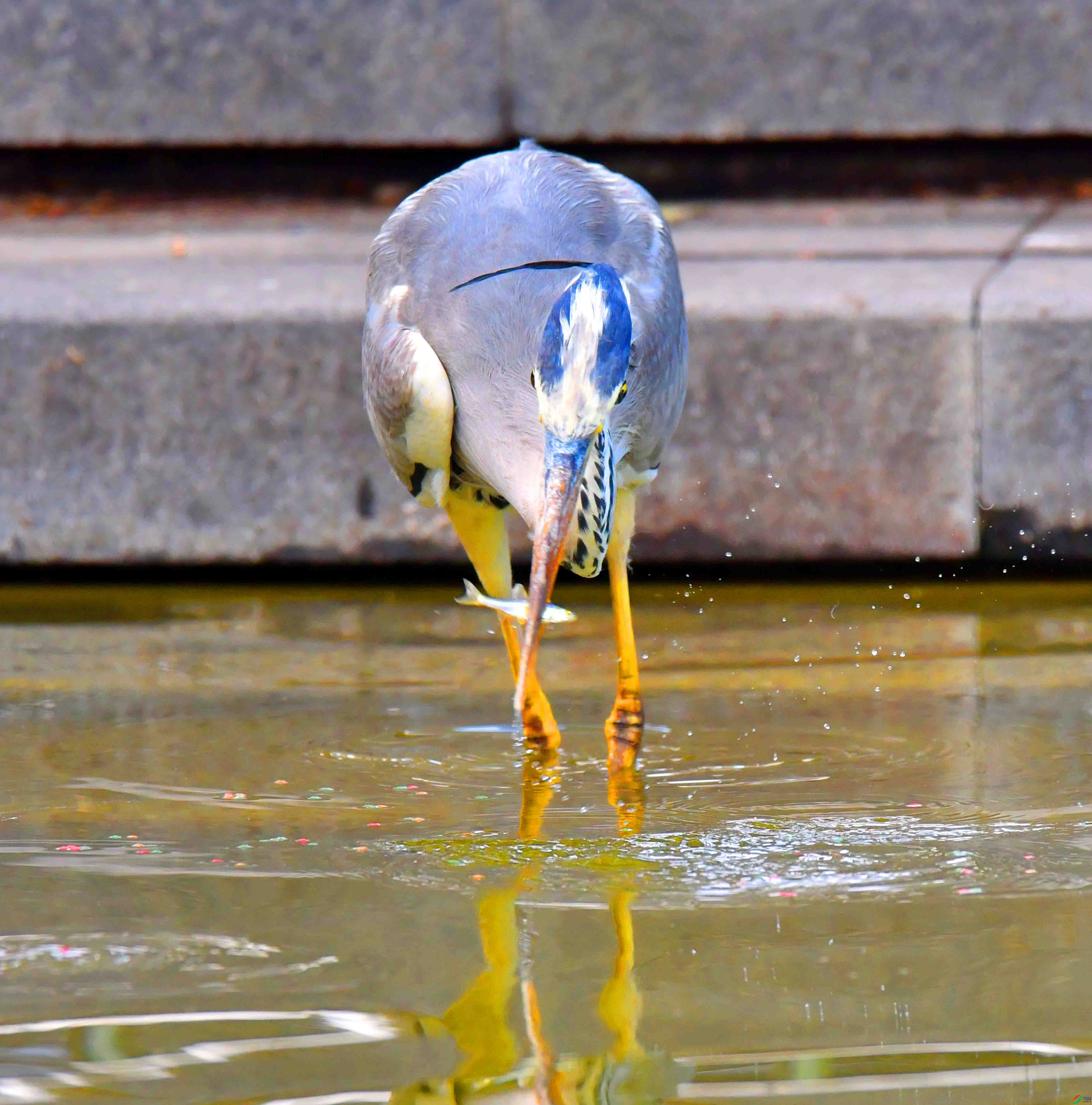 DSC_9976.JPG