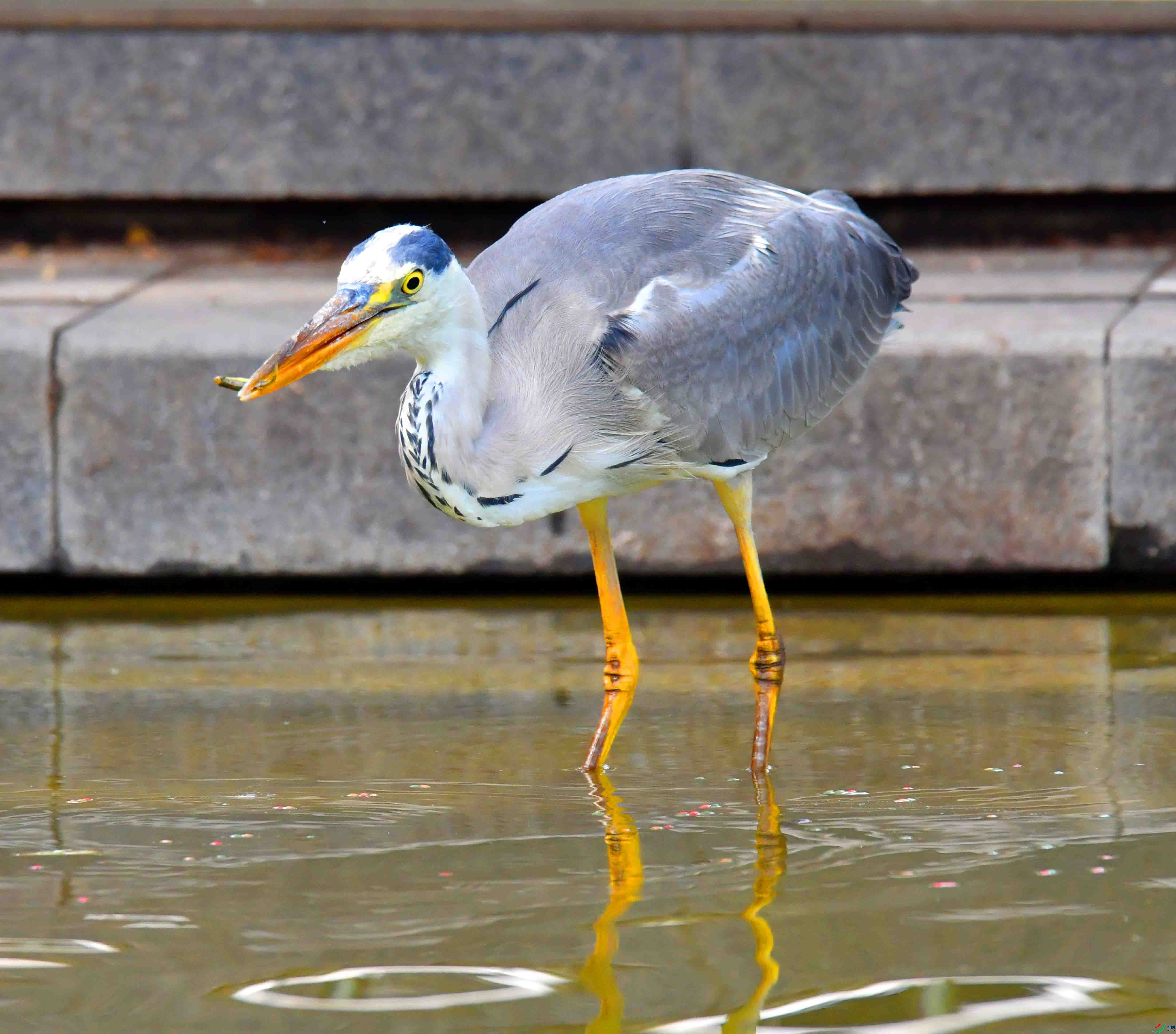 DSC_9985.JPG