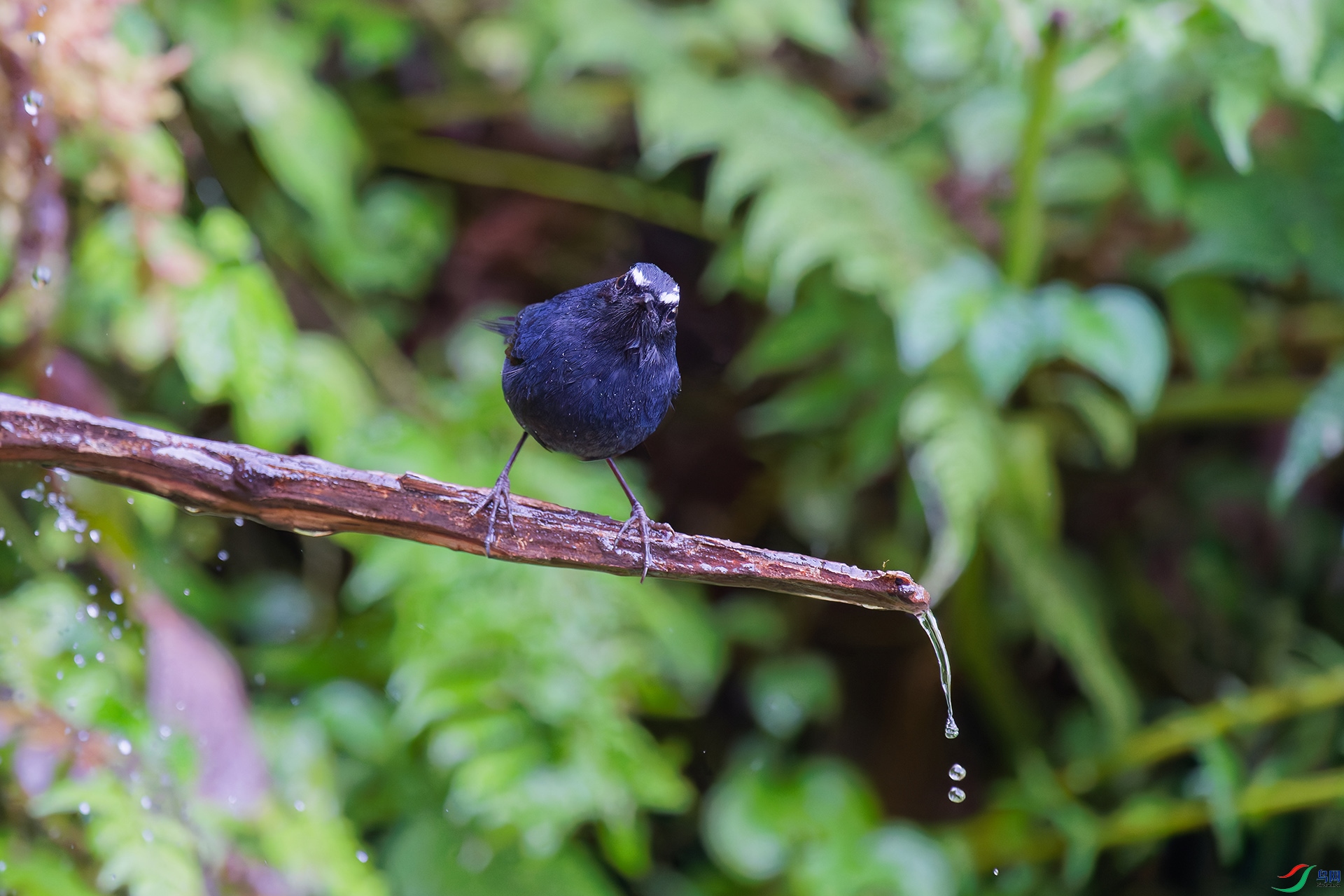 DSC_2495_DxO_DxOa.jpg