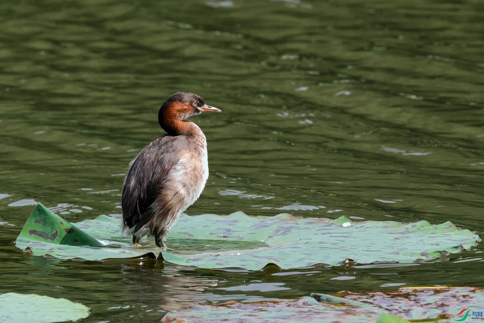 DSC_1828_DxOa.jpg