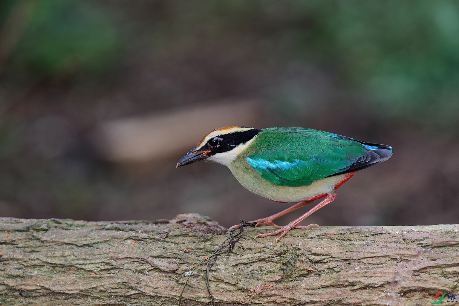 1DSC_6369_DxO_DxOa.jpg