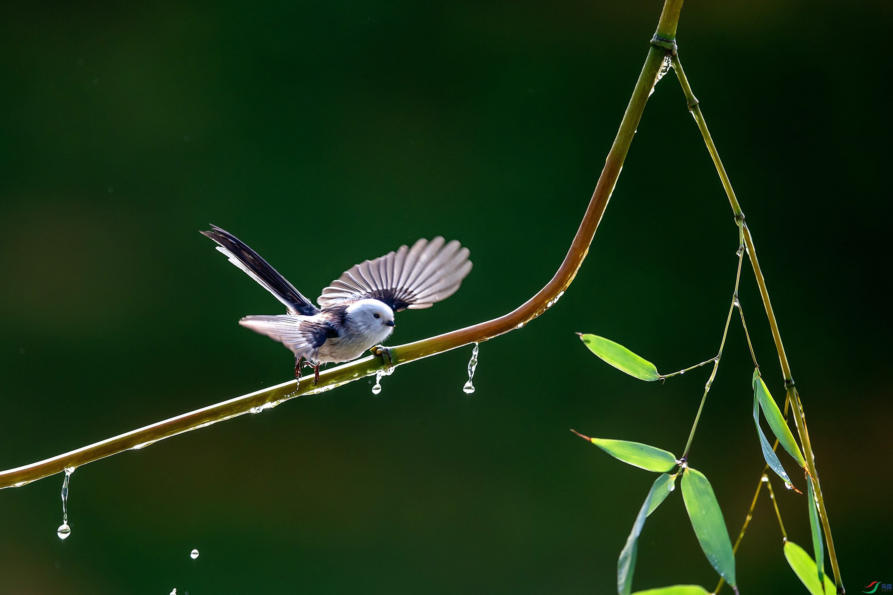 DSC_1104.jpg