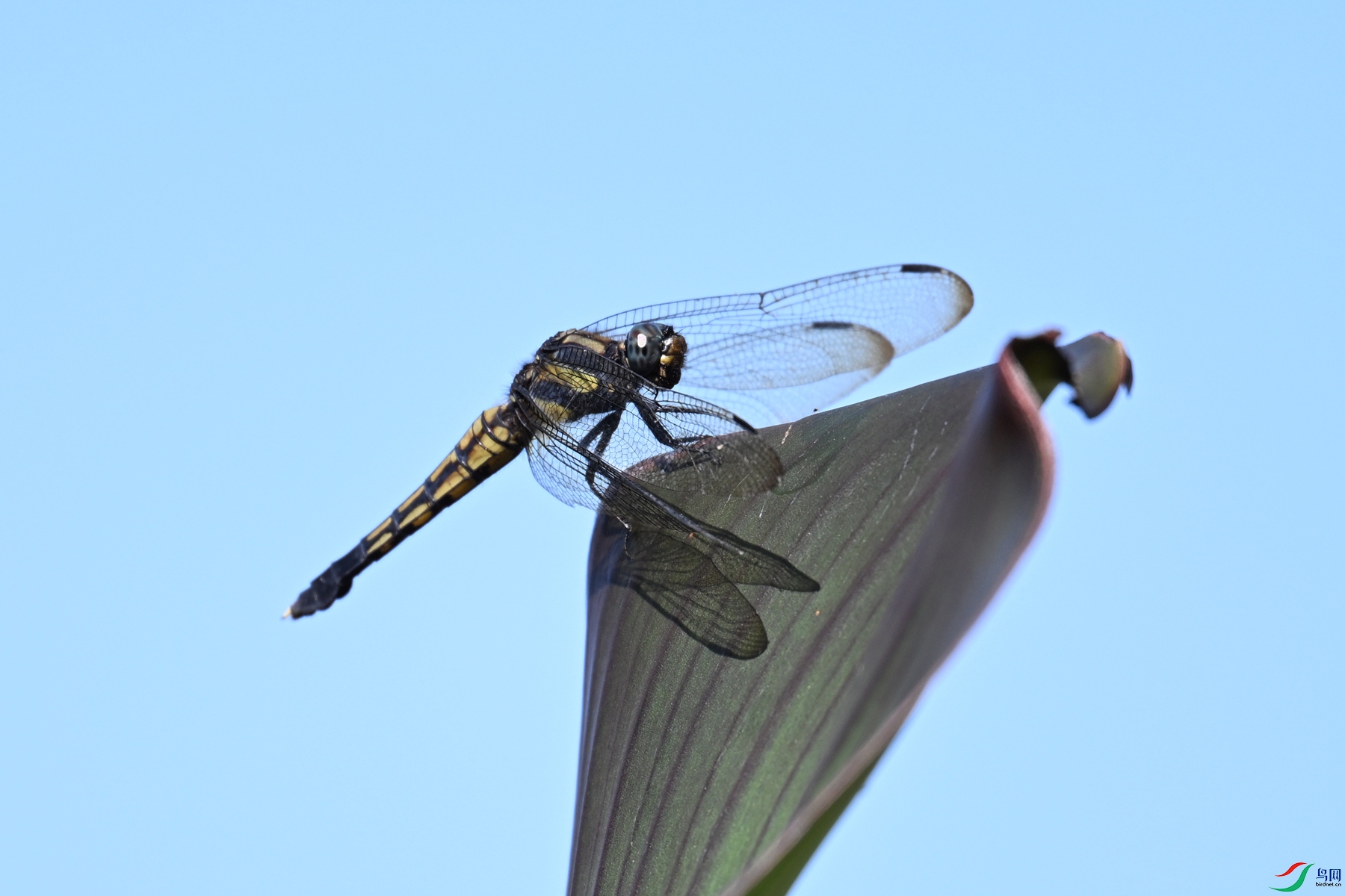 DSC_1106.JPG