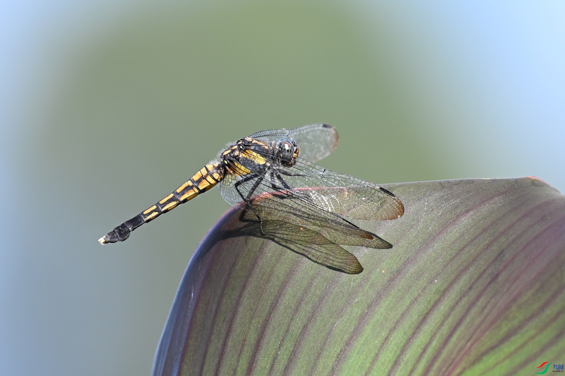 DSC_1109.JPG