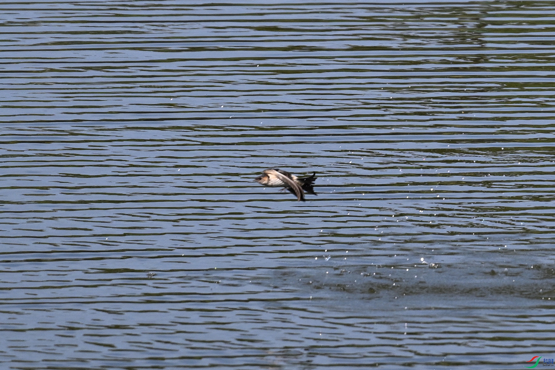 DSC_4502.JPG