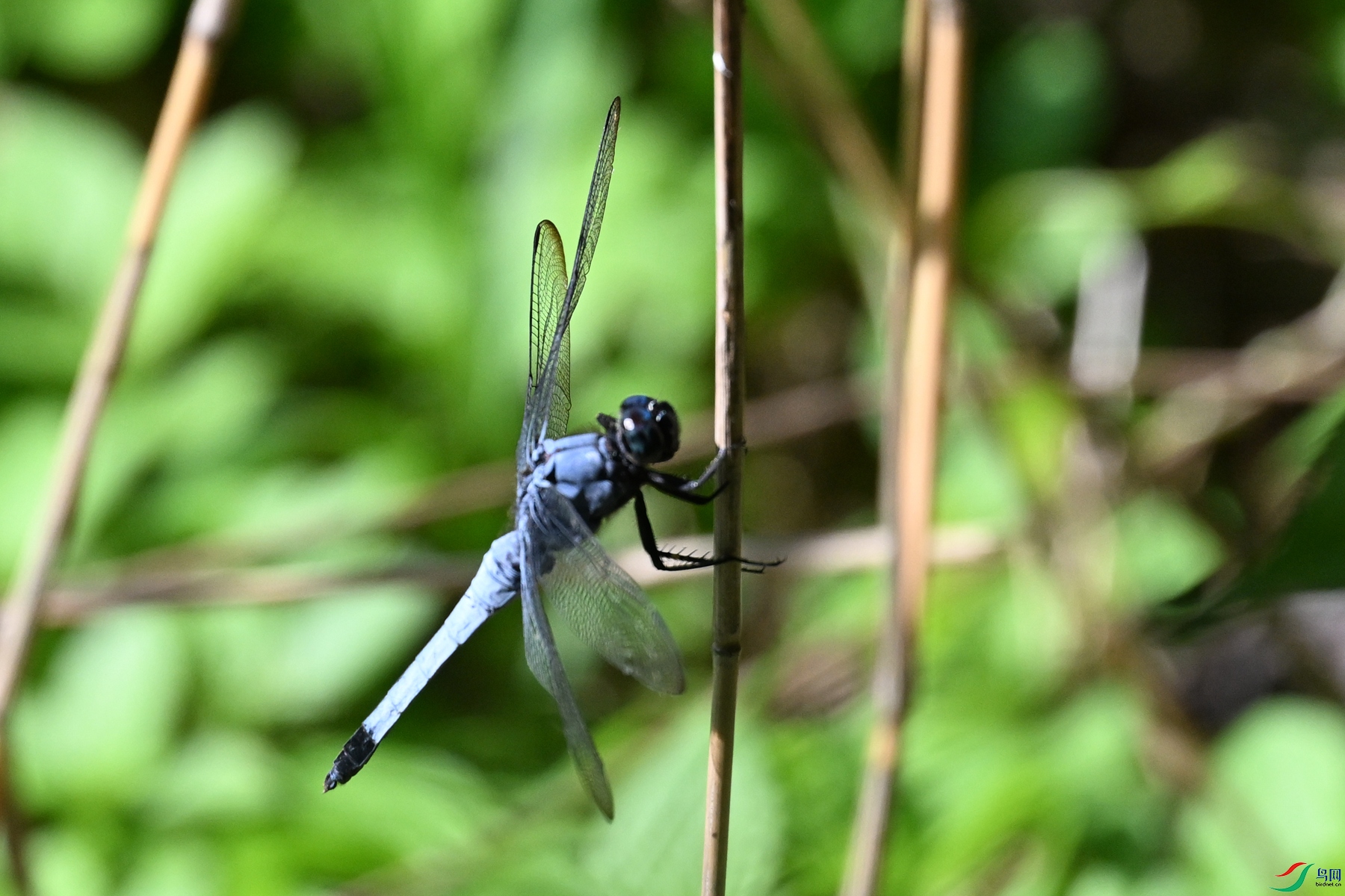 DSC_4514.JPG