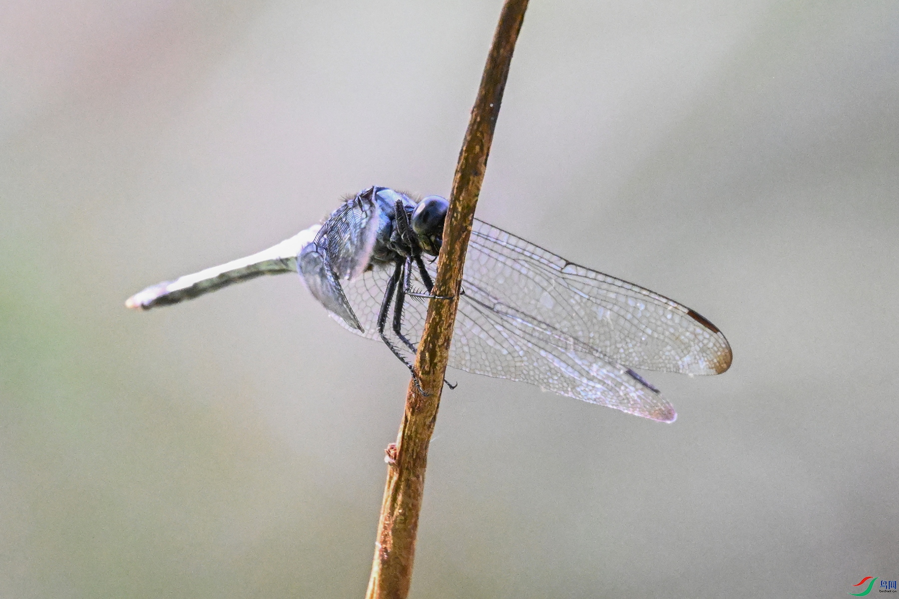 DSC_4527.JPG