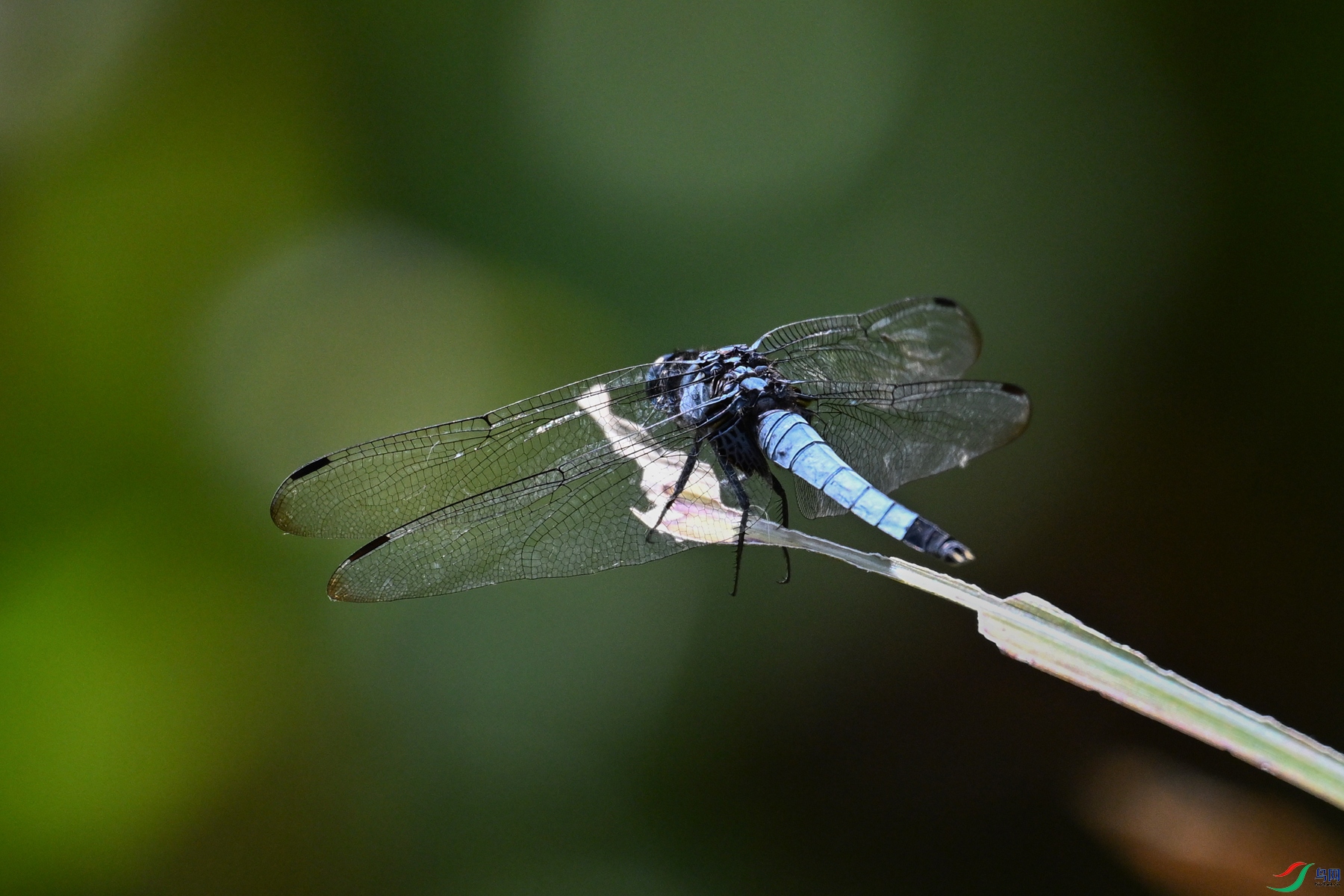 DSC_4529.JPG